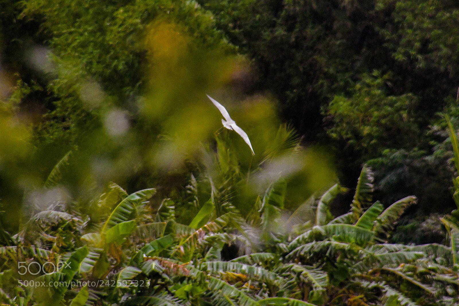 Nikon D7500 sample photo. In flight photography