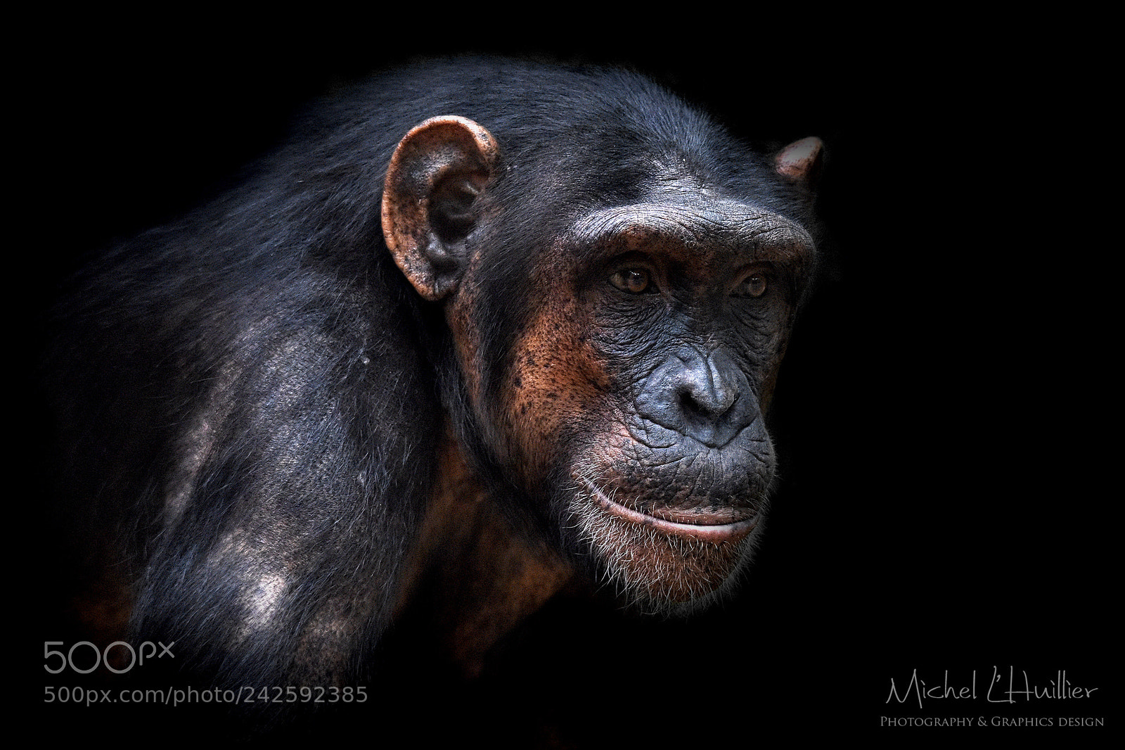 Nikon D810 sample photo. Chimp photography