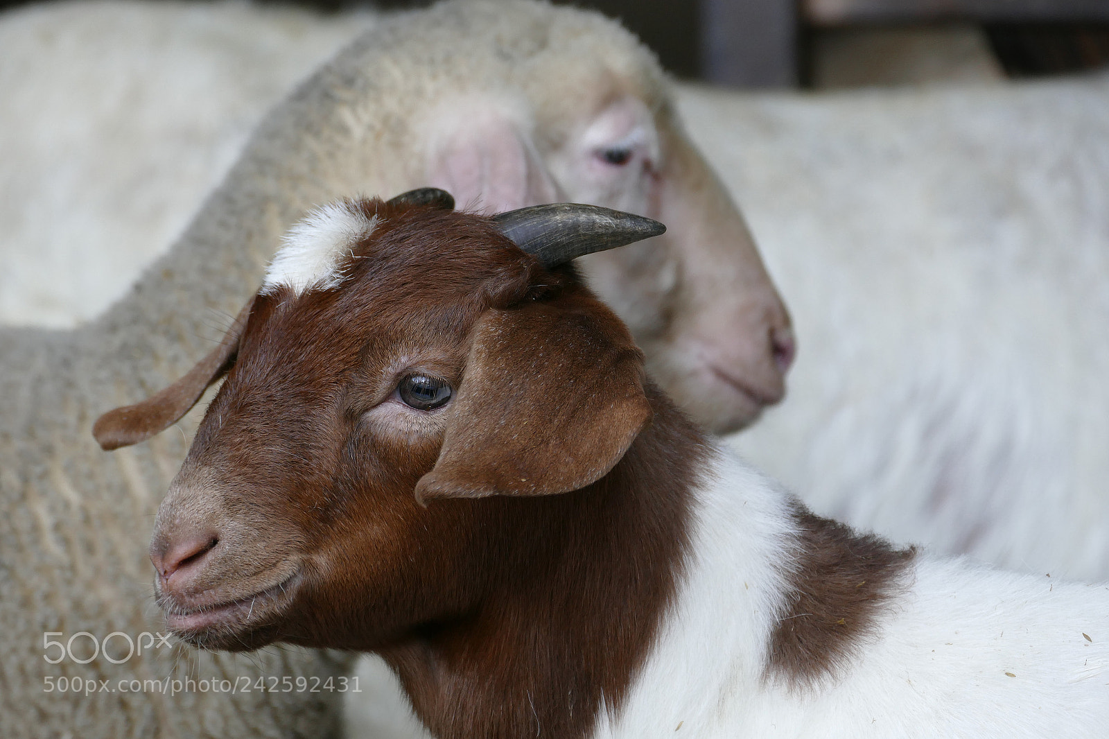 Panasonic Lumix DMC-FZ1000 sample photo. Goat and sheep lamb photography