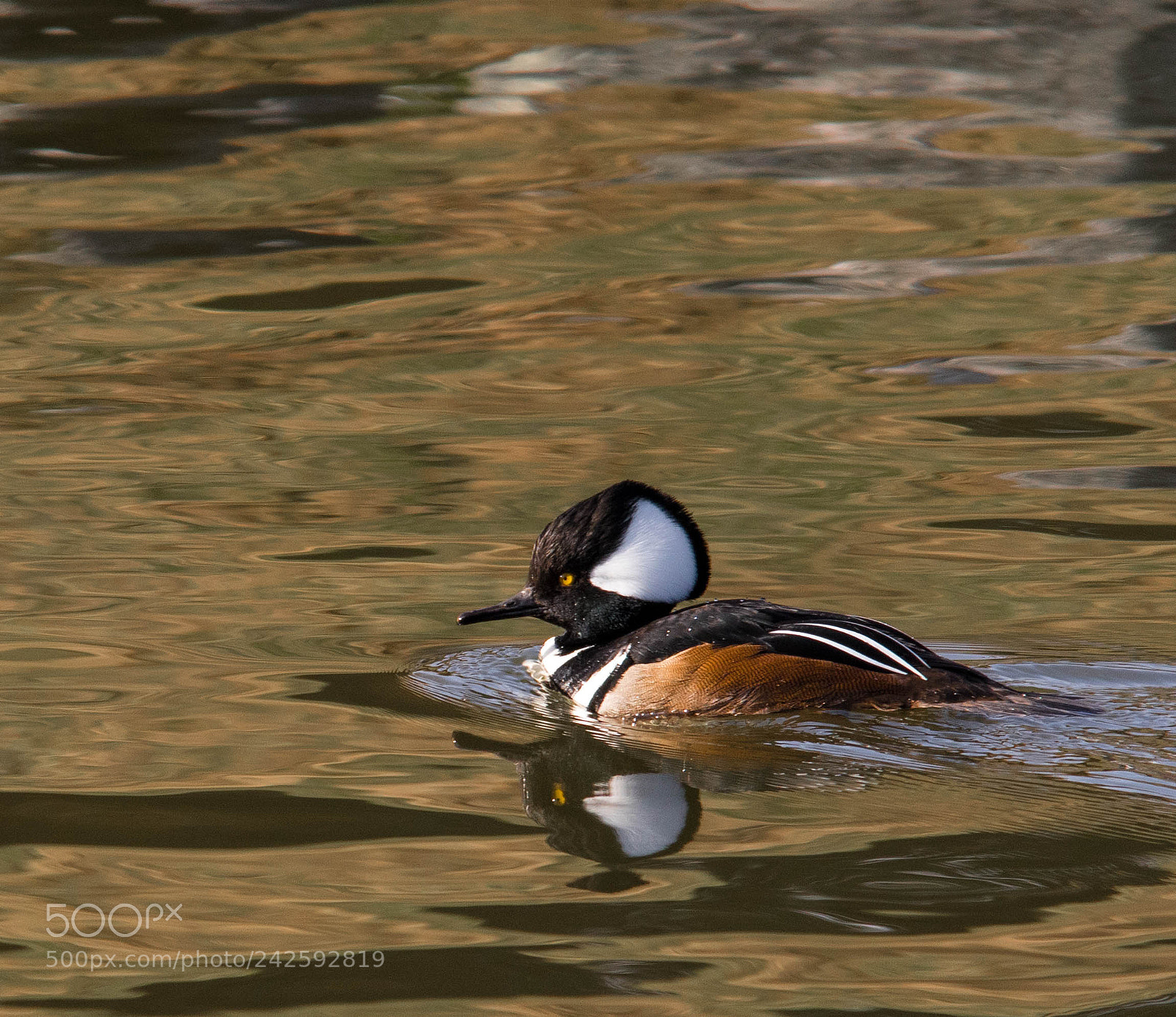 Canon EOS 7D Mark II sample photo. Hooded merganser photography