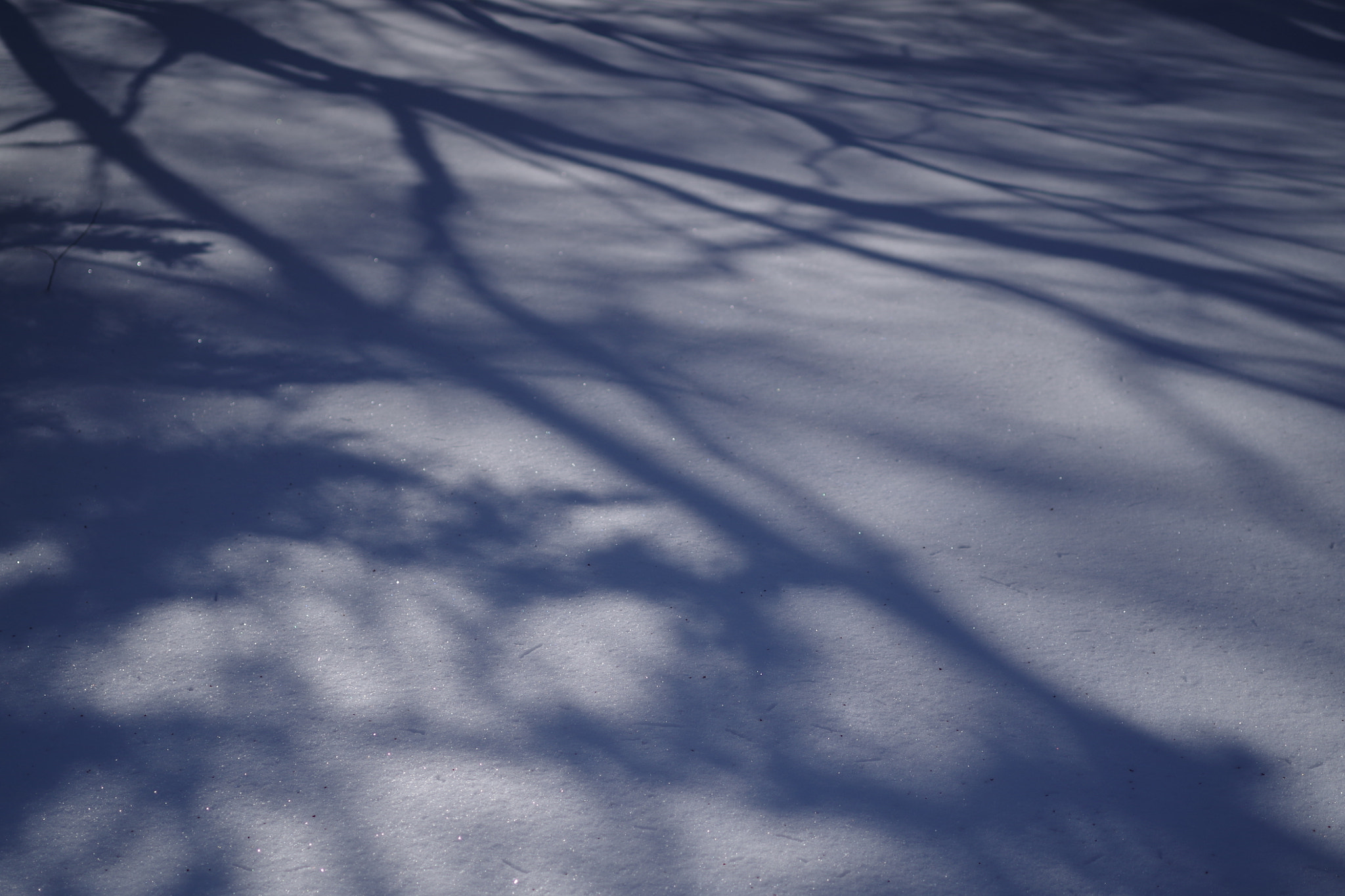 Pentax K-30 sample photo. Tree shades on snow white photography