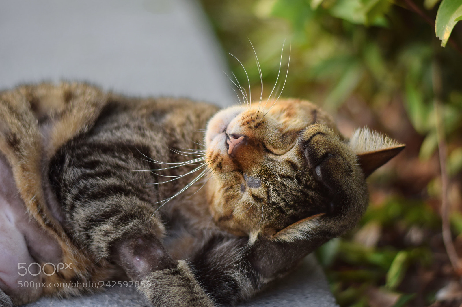 Nikon AF-S Nikkor 50mm F1.8G sample photo. Last happiness ii photography