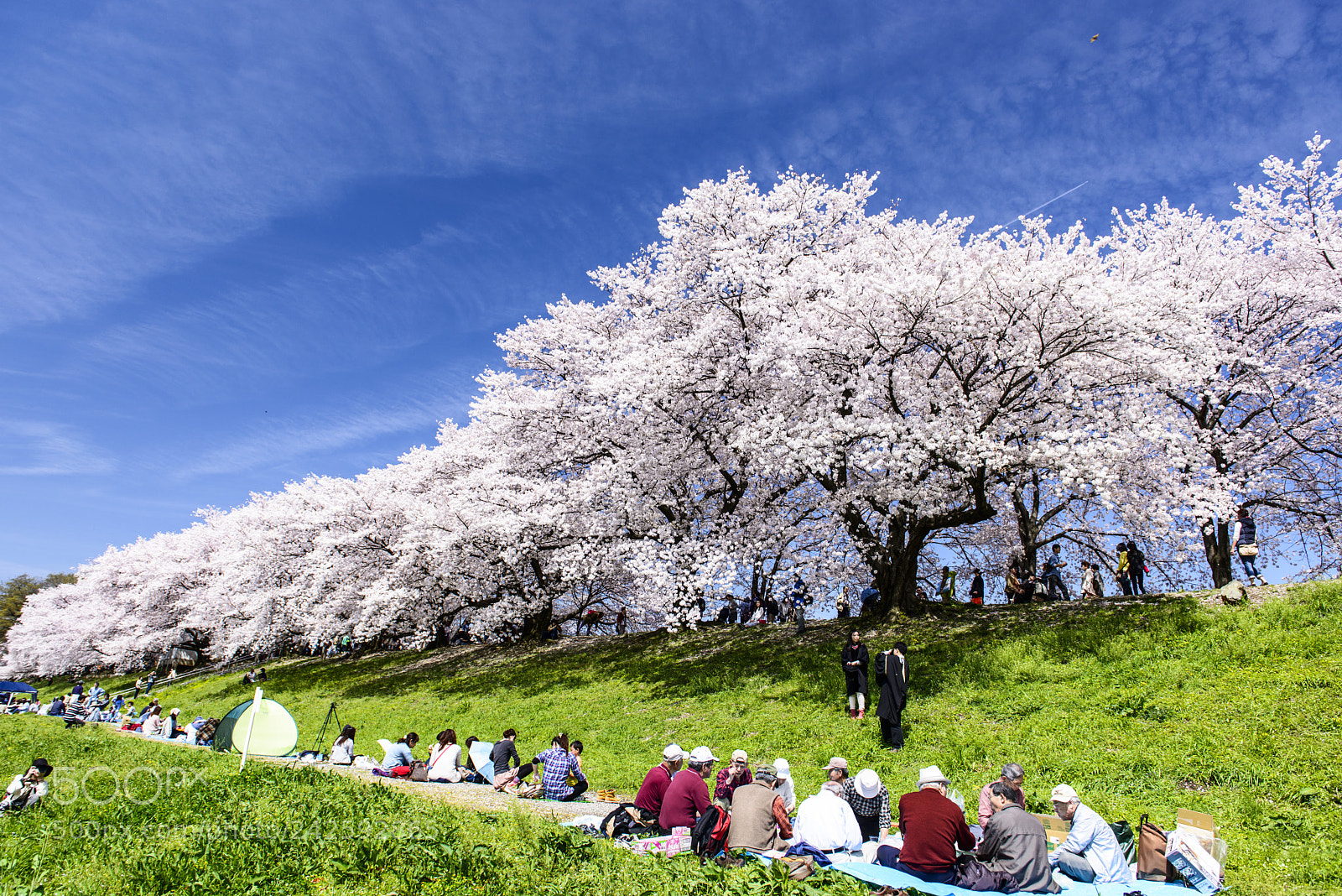Nikon D800 sample photo. Picnic in sakura season photography