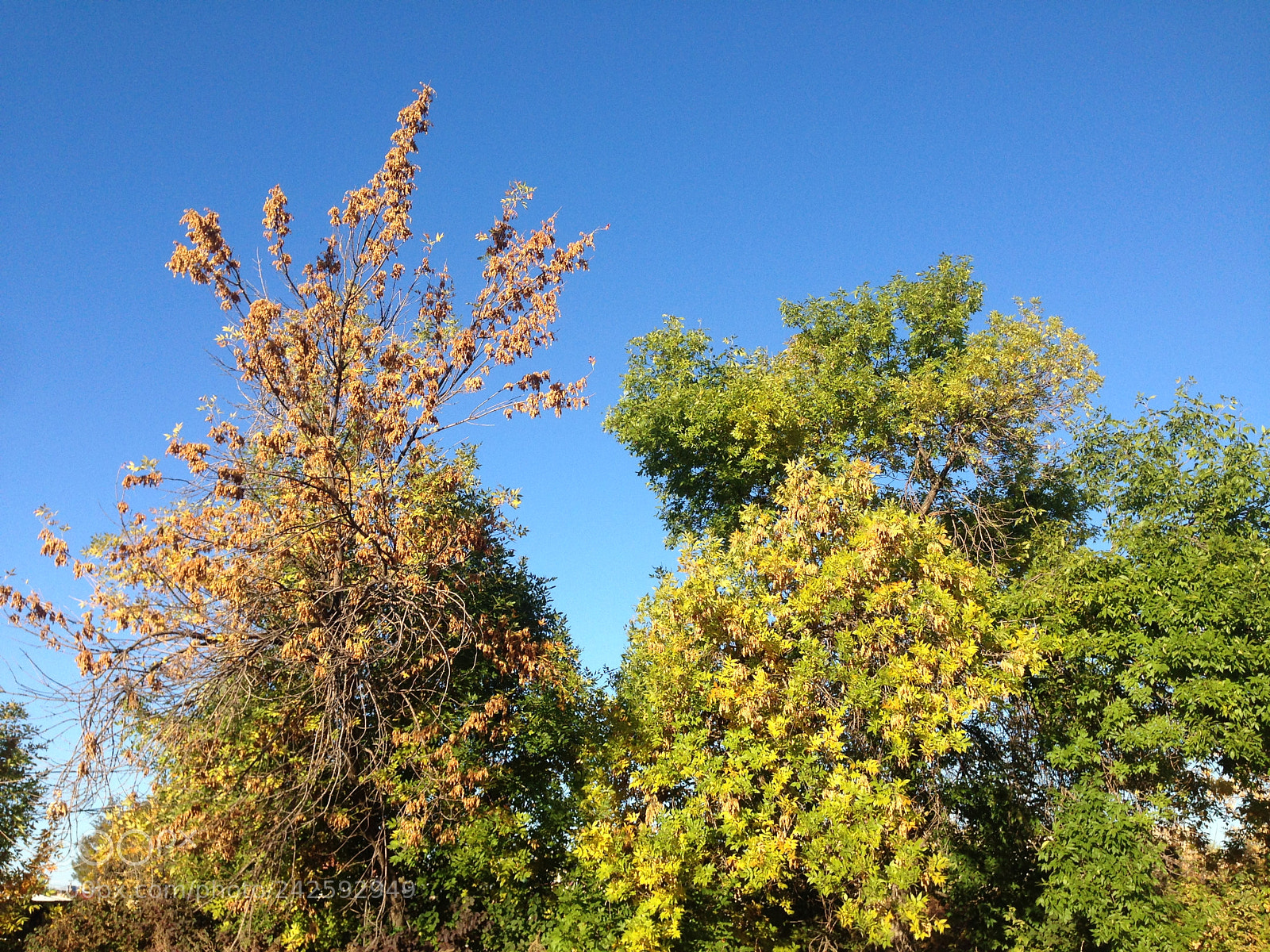 Apple iPhone 5 sample photo. Untitled photography