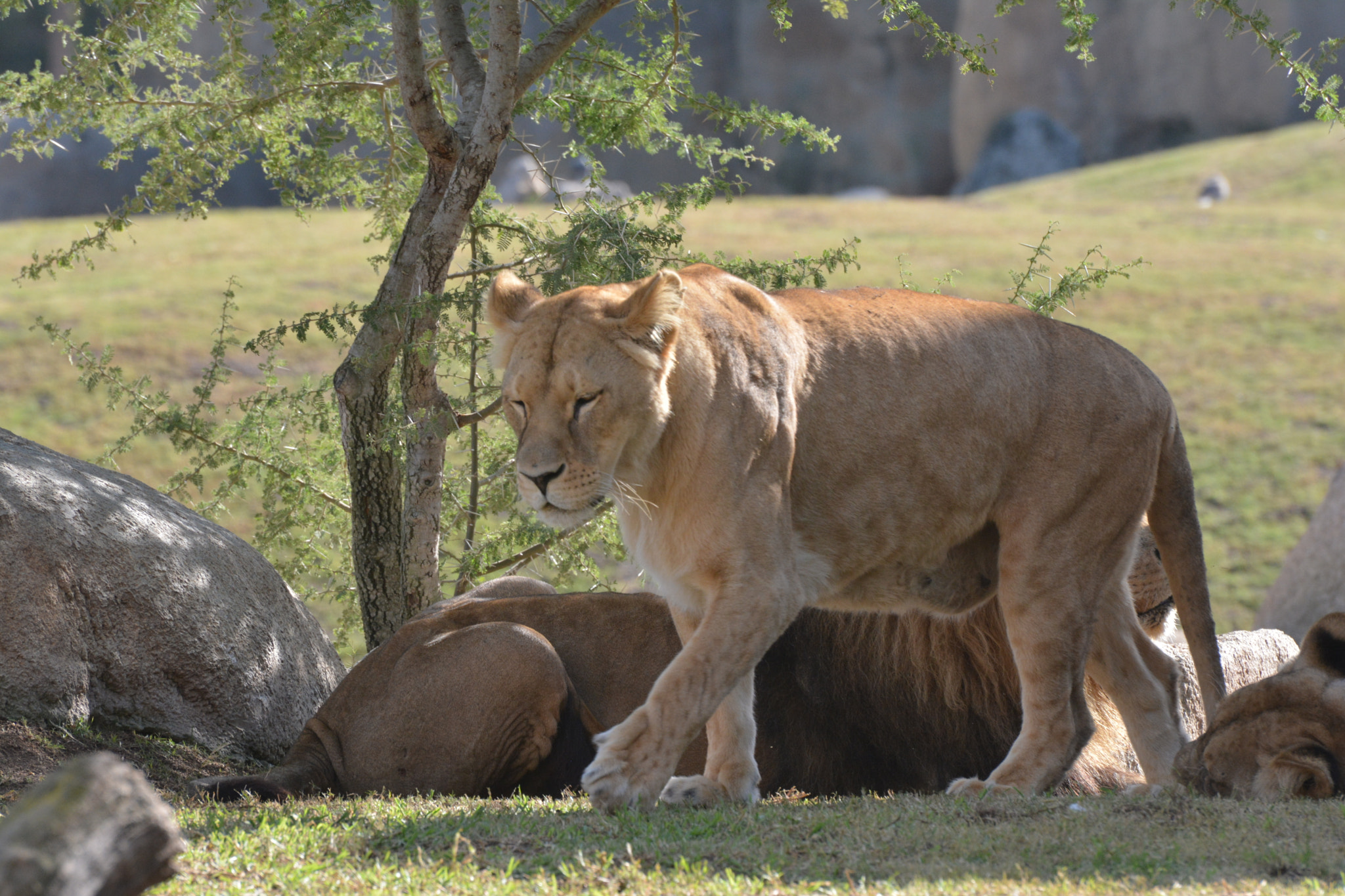 Nikon D7100 sample photo. Valencia-spagna, bioparc photography