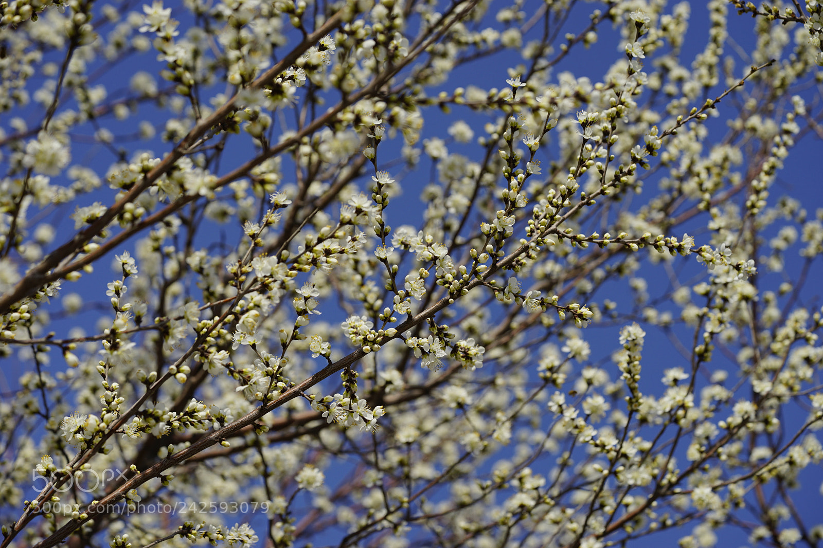 Sony a7 II sample photo. 山桃花满枝 photography
