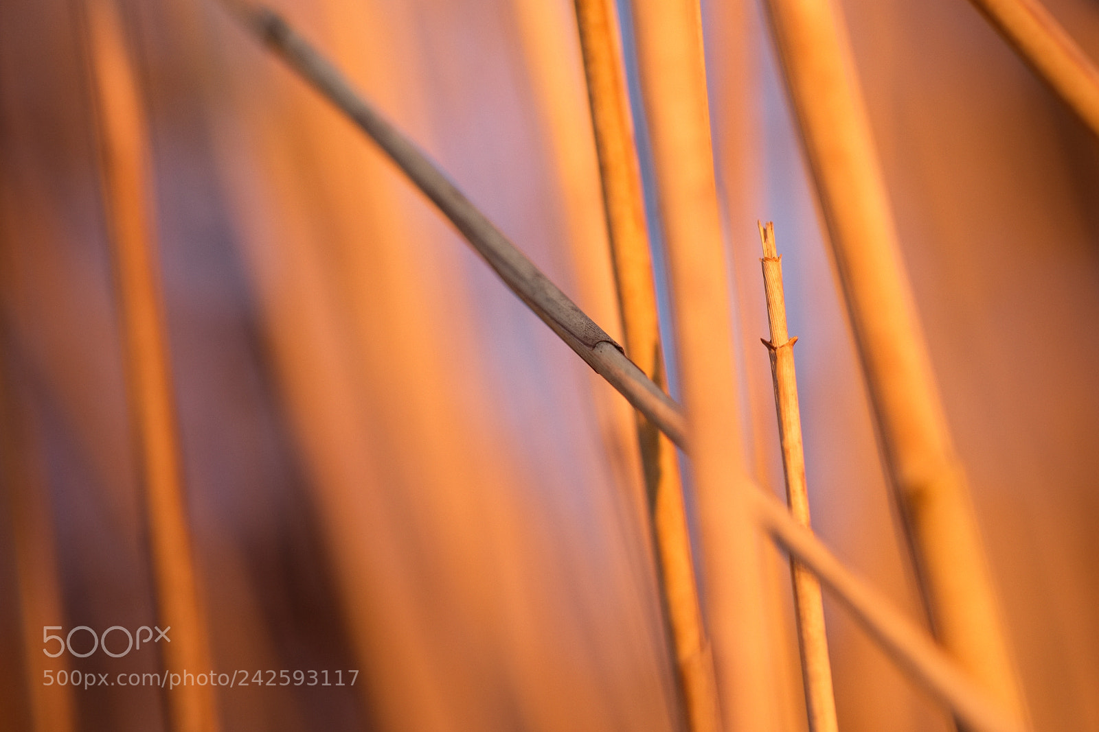 Fujifilm X-T1 sample photo. The reeds at sunset photography