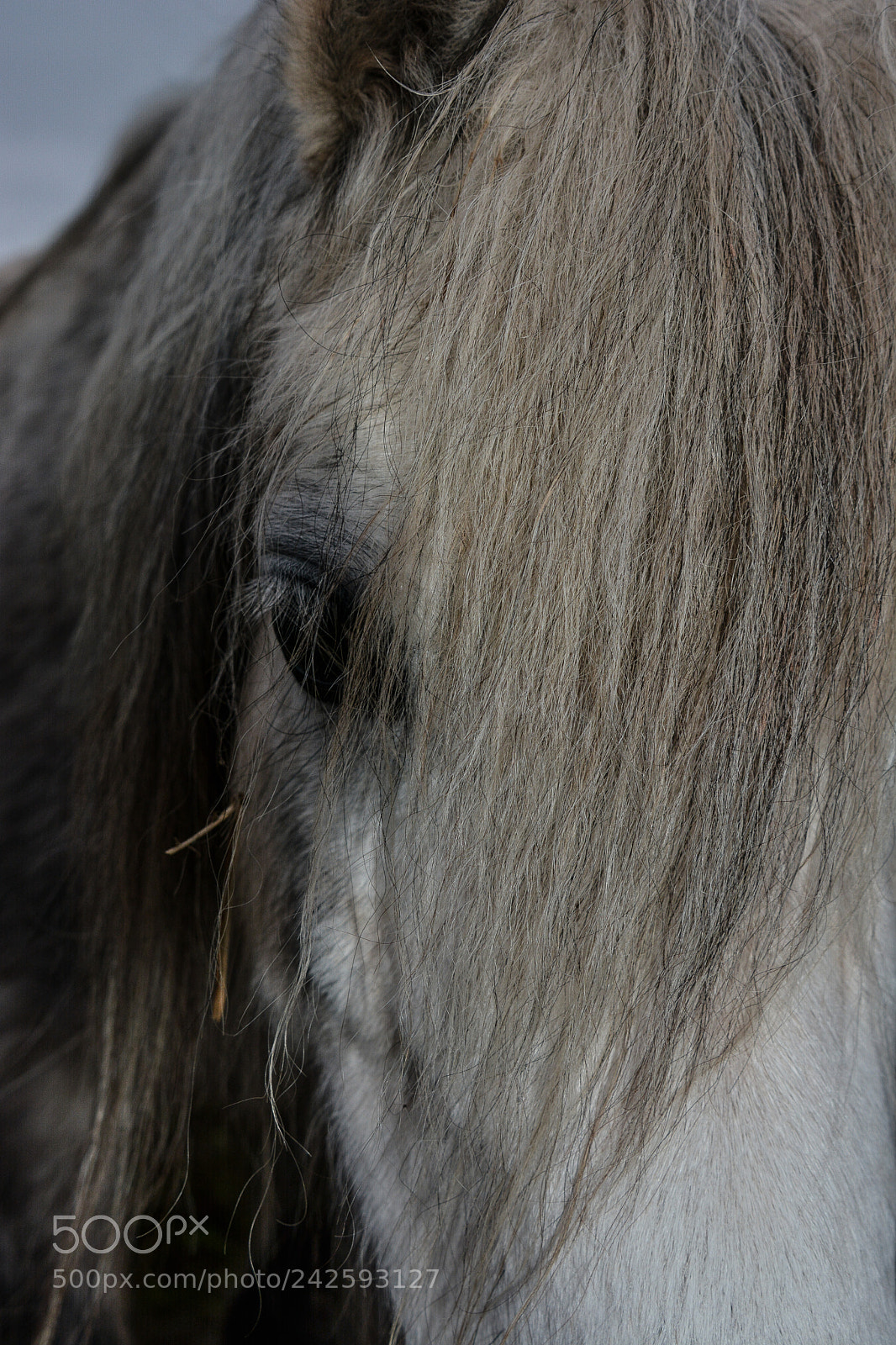 Nikon D7100 sample photo. Welsh mountain ponies photography