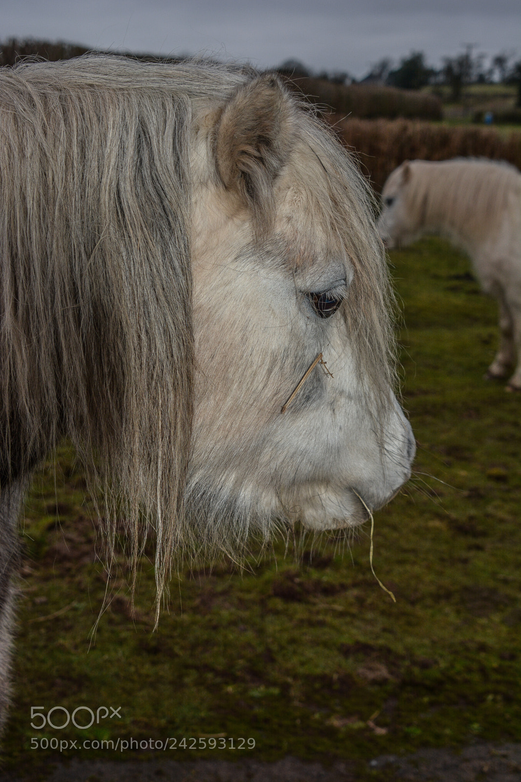 Nikon D7100 sample photo. Welsh mountain ponies photography