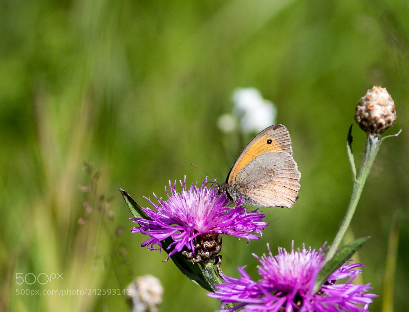 Canon EOS 7D Mark II sample photo. Coenonympha pamphilus photography