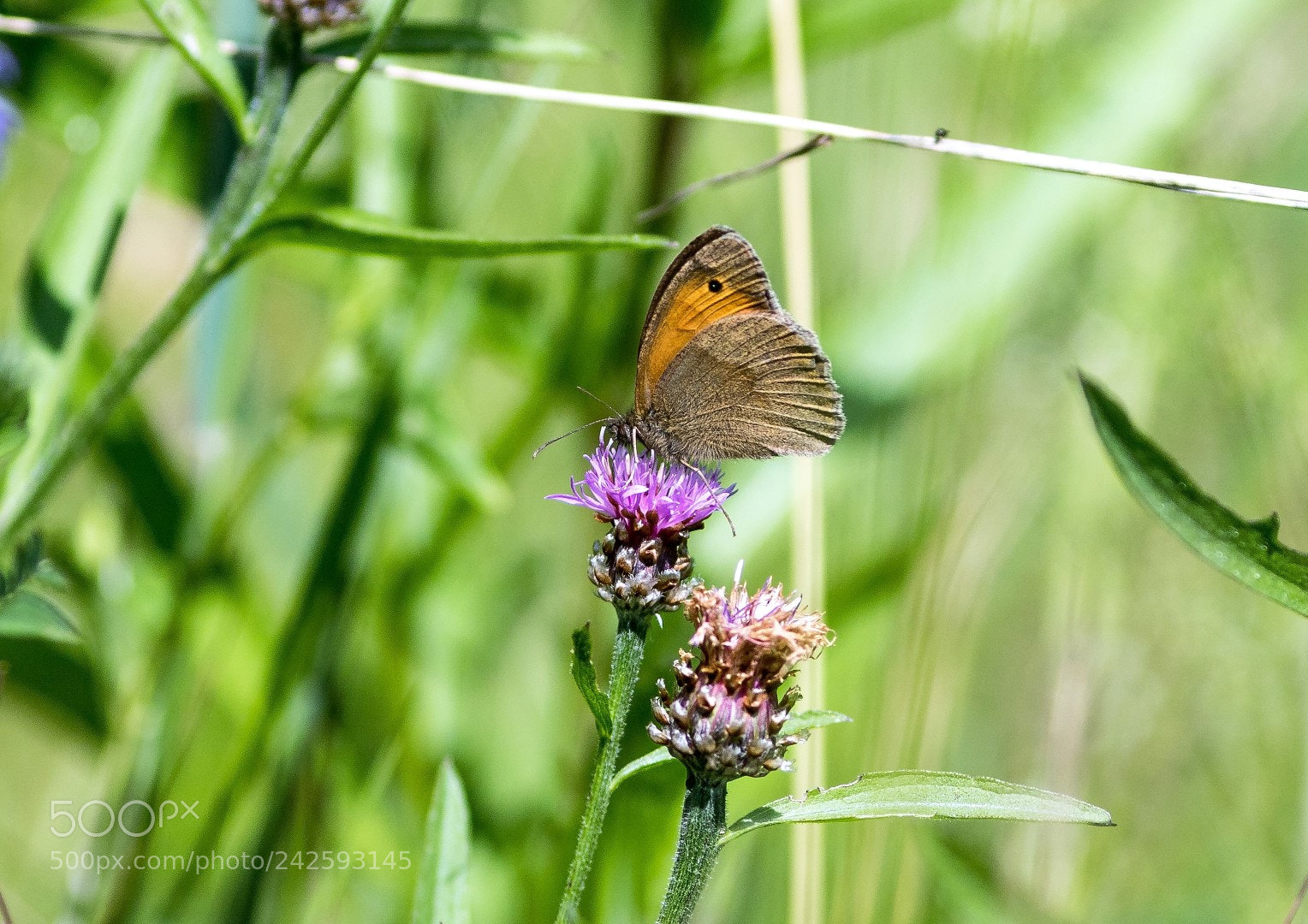 Canon EOS 7D Mark II sample photo. Coenonympha pamphilus photography