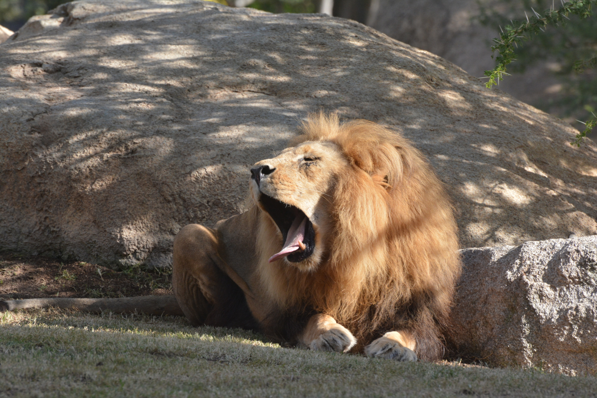 Nikon D7100 sample photo. Valencia-spagna, bioparc photography