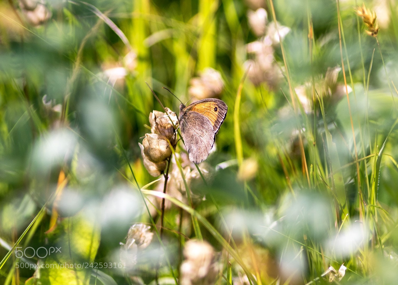 Canon EOS 7D Mark II sample photo. Coenonympha pamphilus photography