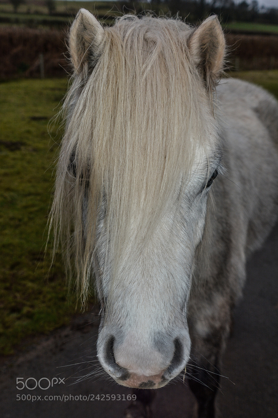 Nikon D7100 sample photo. Welsh mountain ponies photography