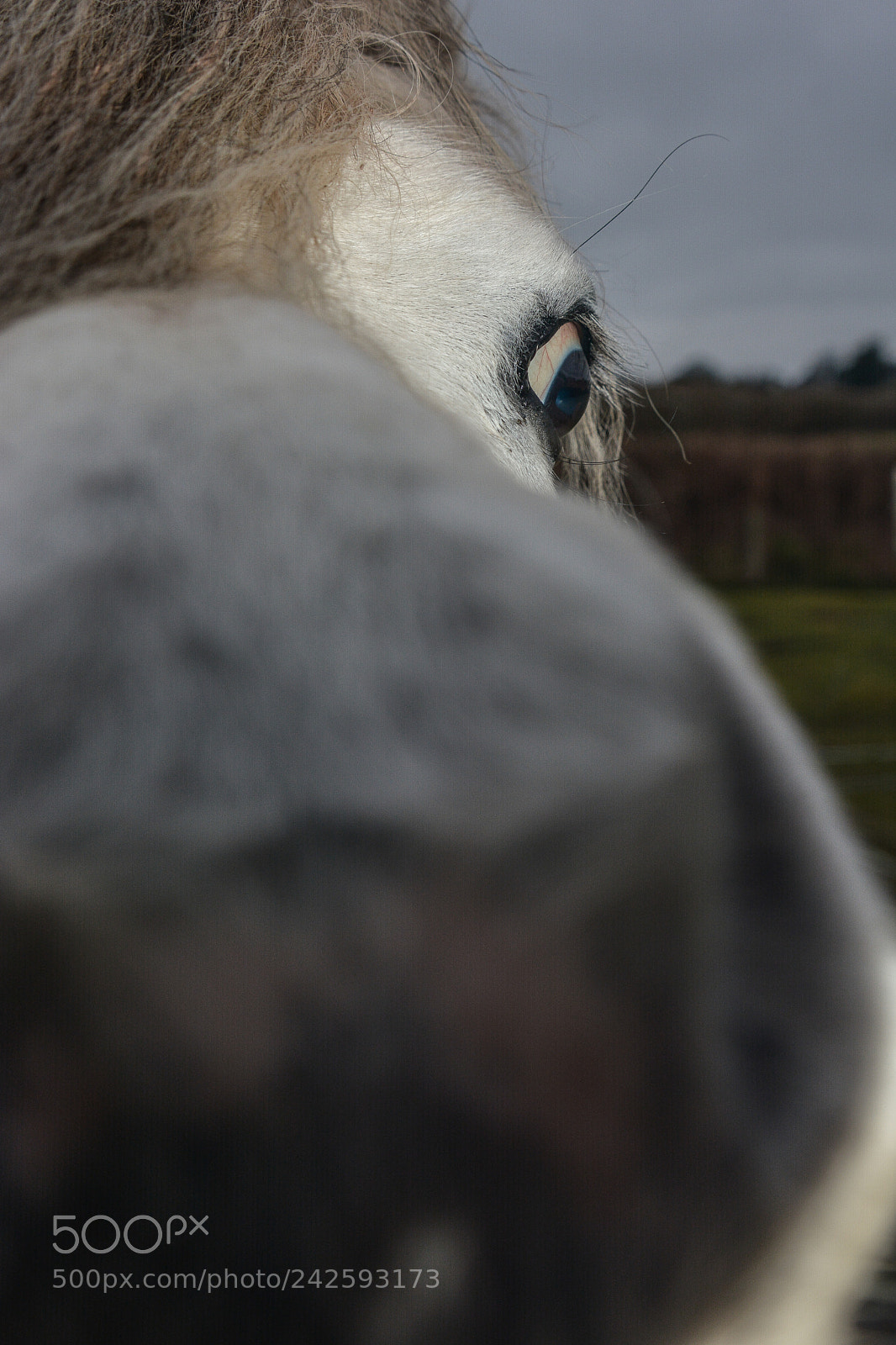 Nikon D7100 sample photo. Welsh mountain ponies photography