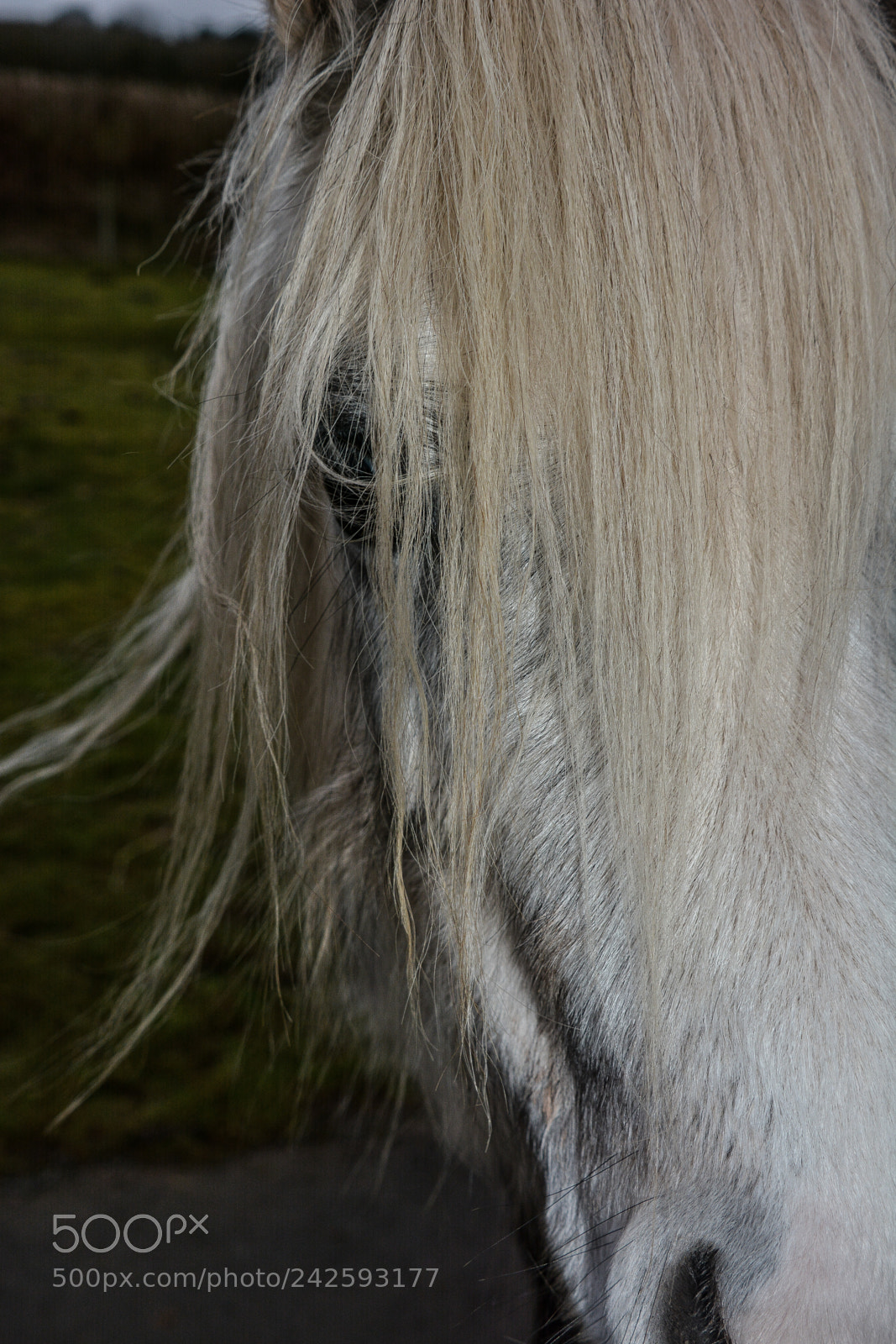Nikon D7100 sample photo. Welsh mountain ponies photography