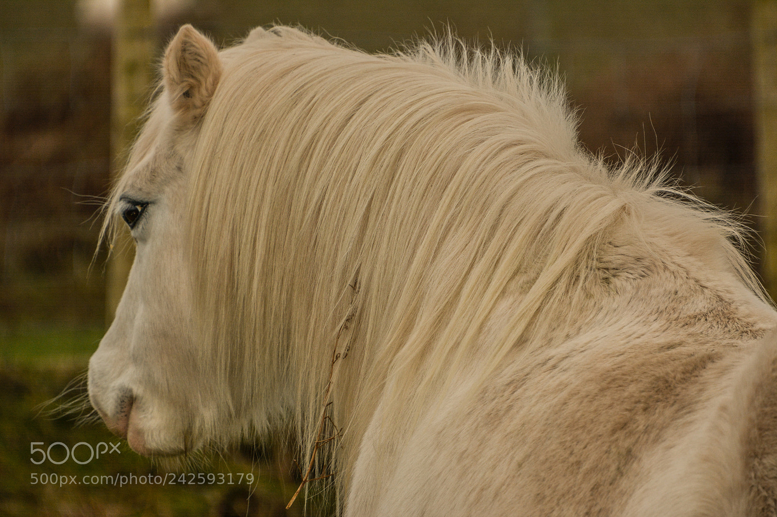 Nikon D7100 sample photo. Welsh mountain ponies photography