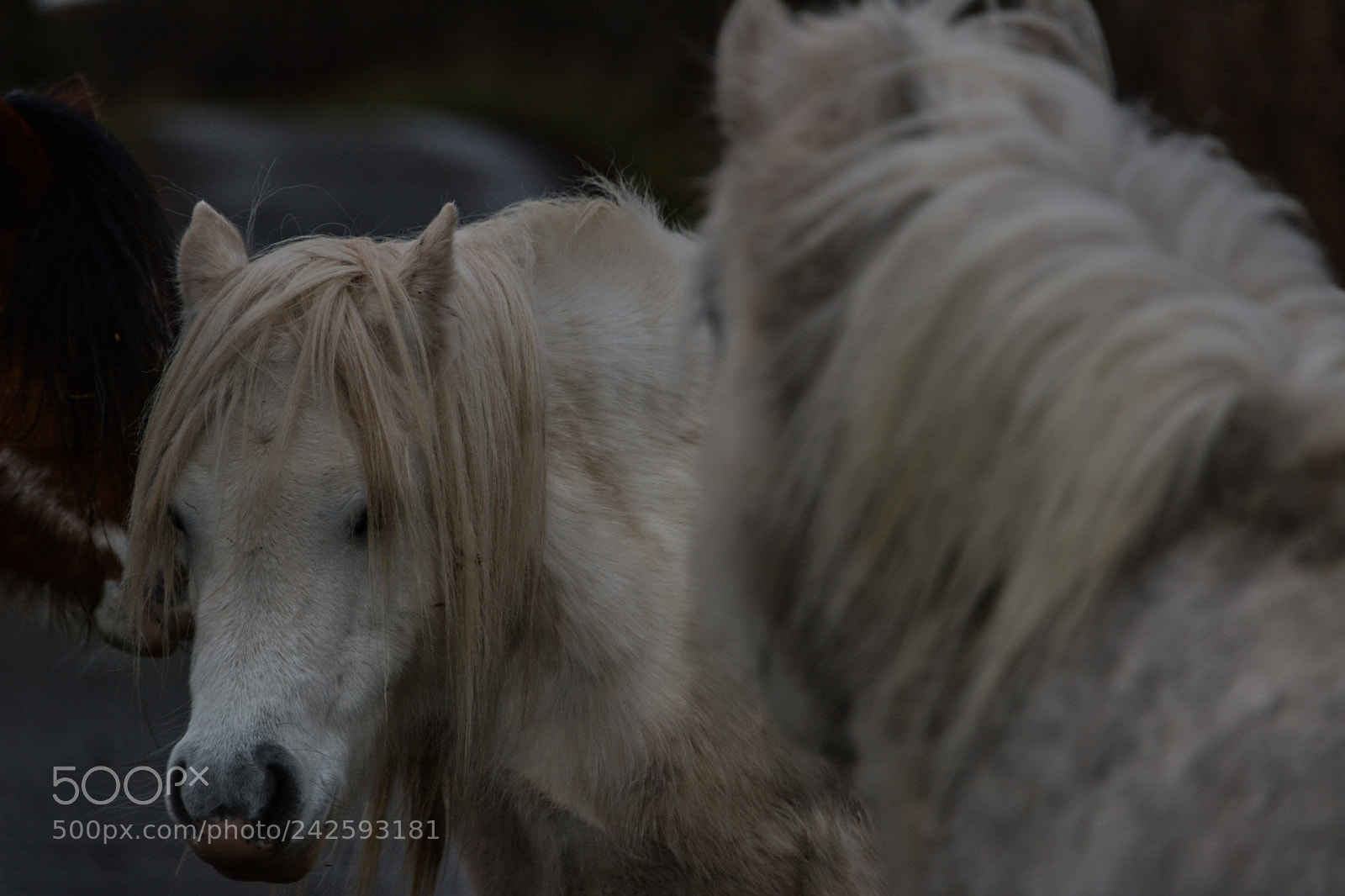 Nikon D7100 sample photo. Welsh mountain ponies photography