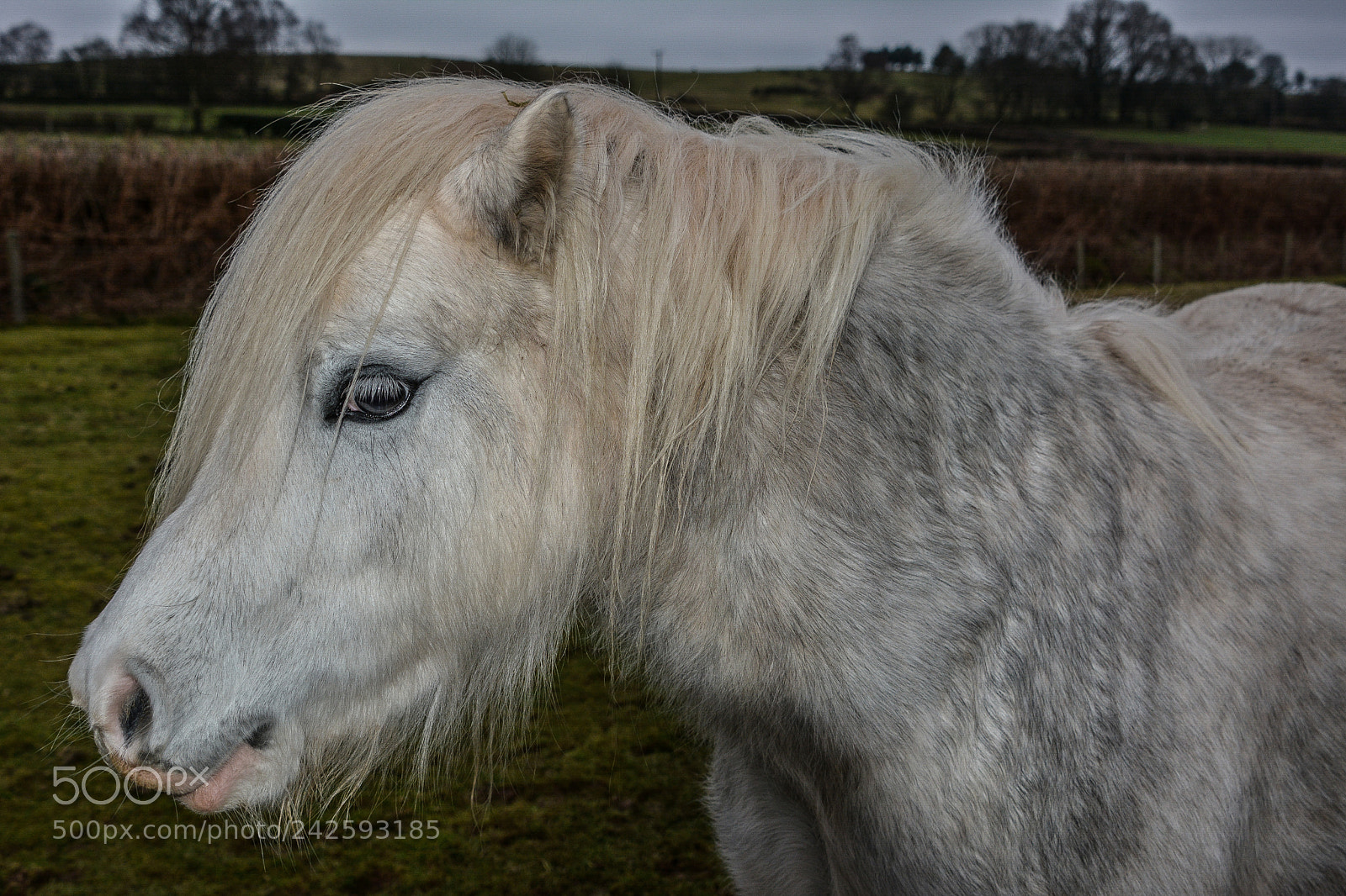 Nikon D7100 sample photo. Welsh mountain ponies photography