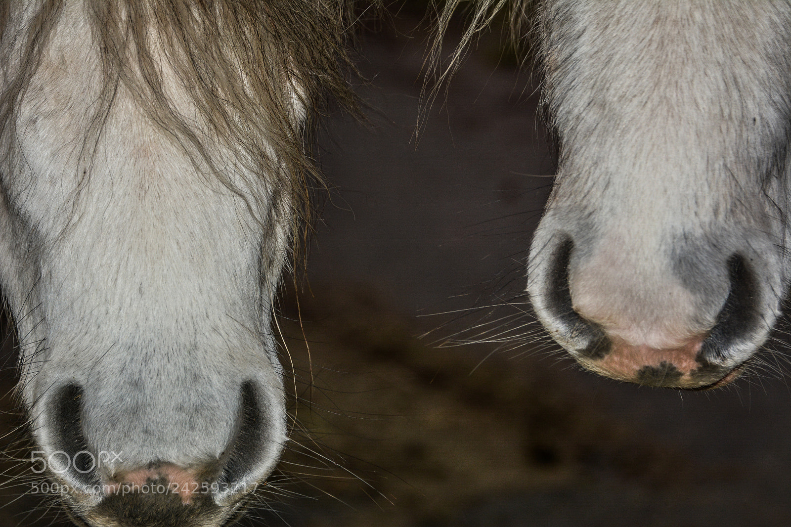 Nikon D7100 sample photo. Welsh mountain ponies photography
