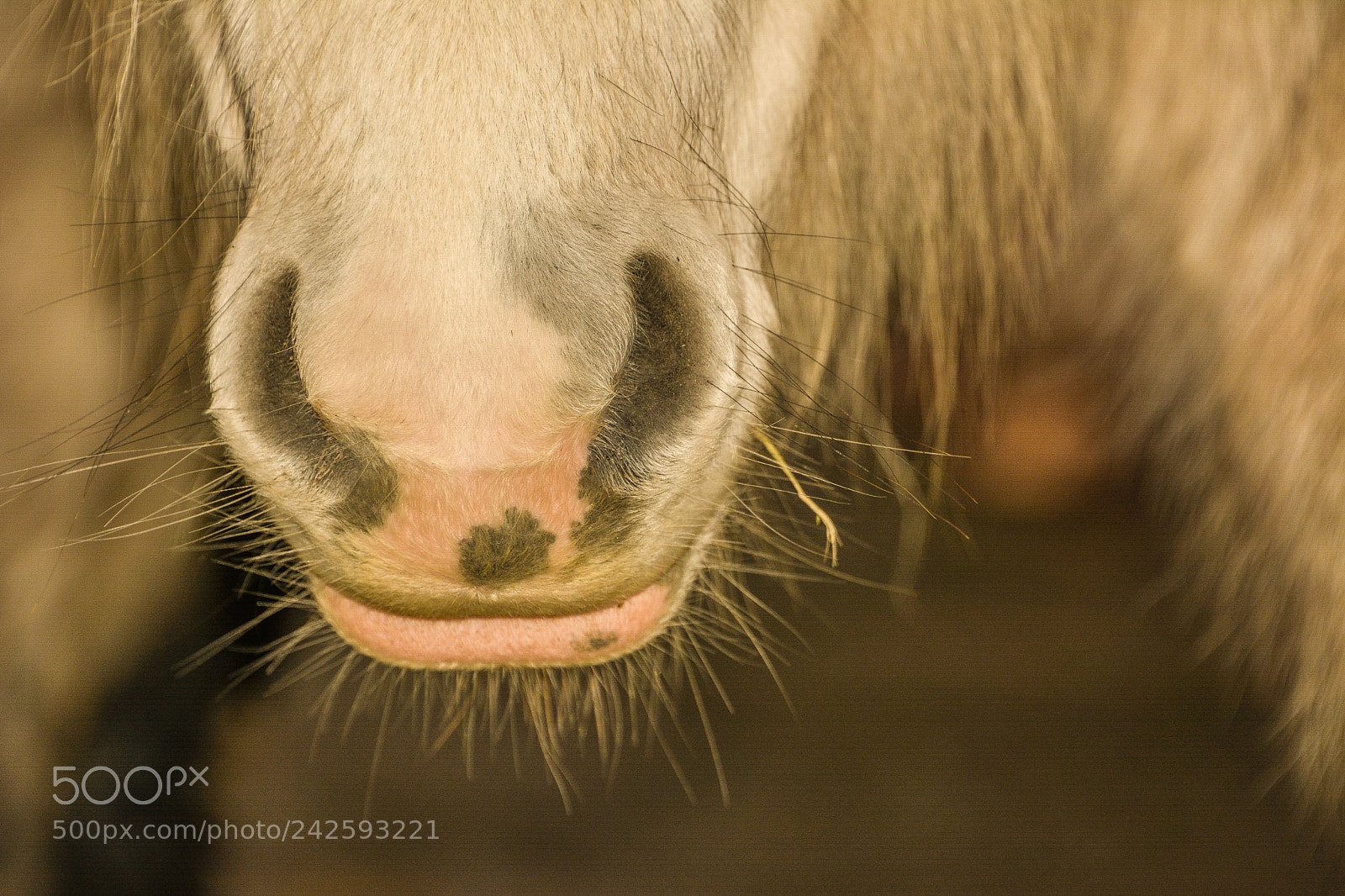 Nikon D7100 sample photo. Welsh mountain ponies photography