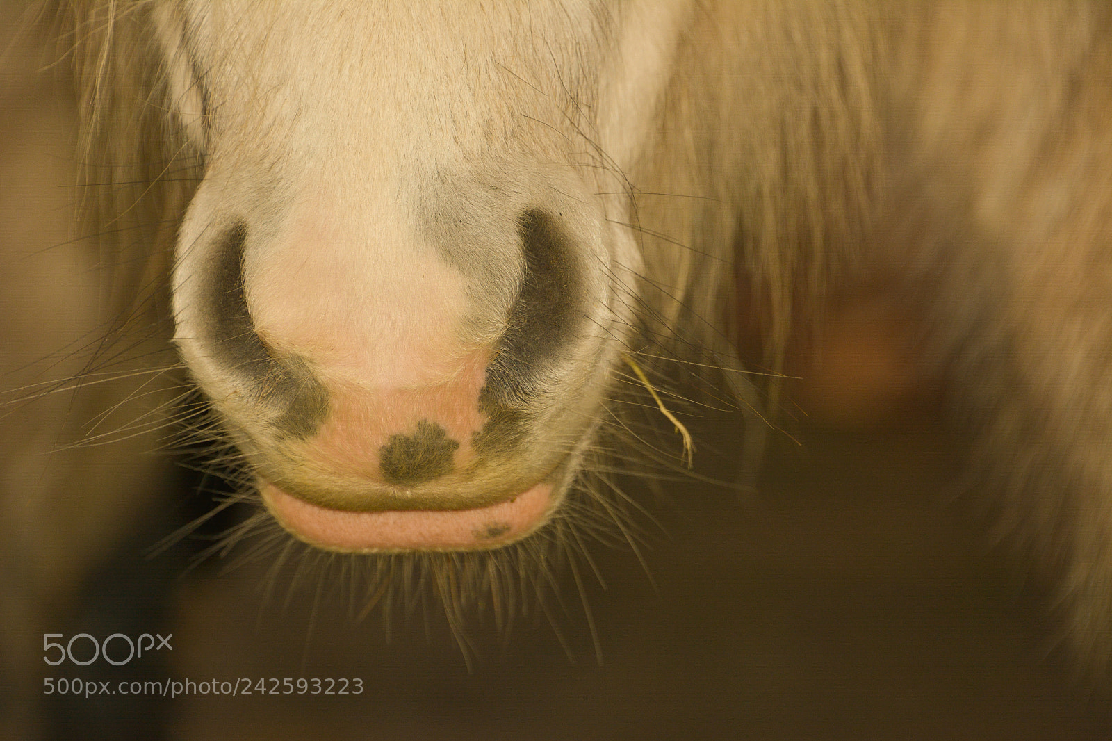 Nikon D7100 sample photo. Welsh mountain ponies photography