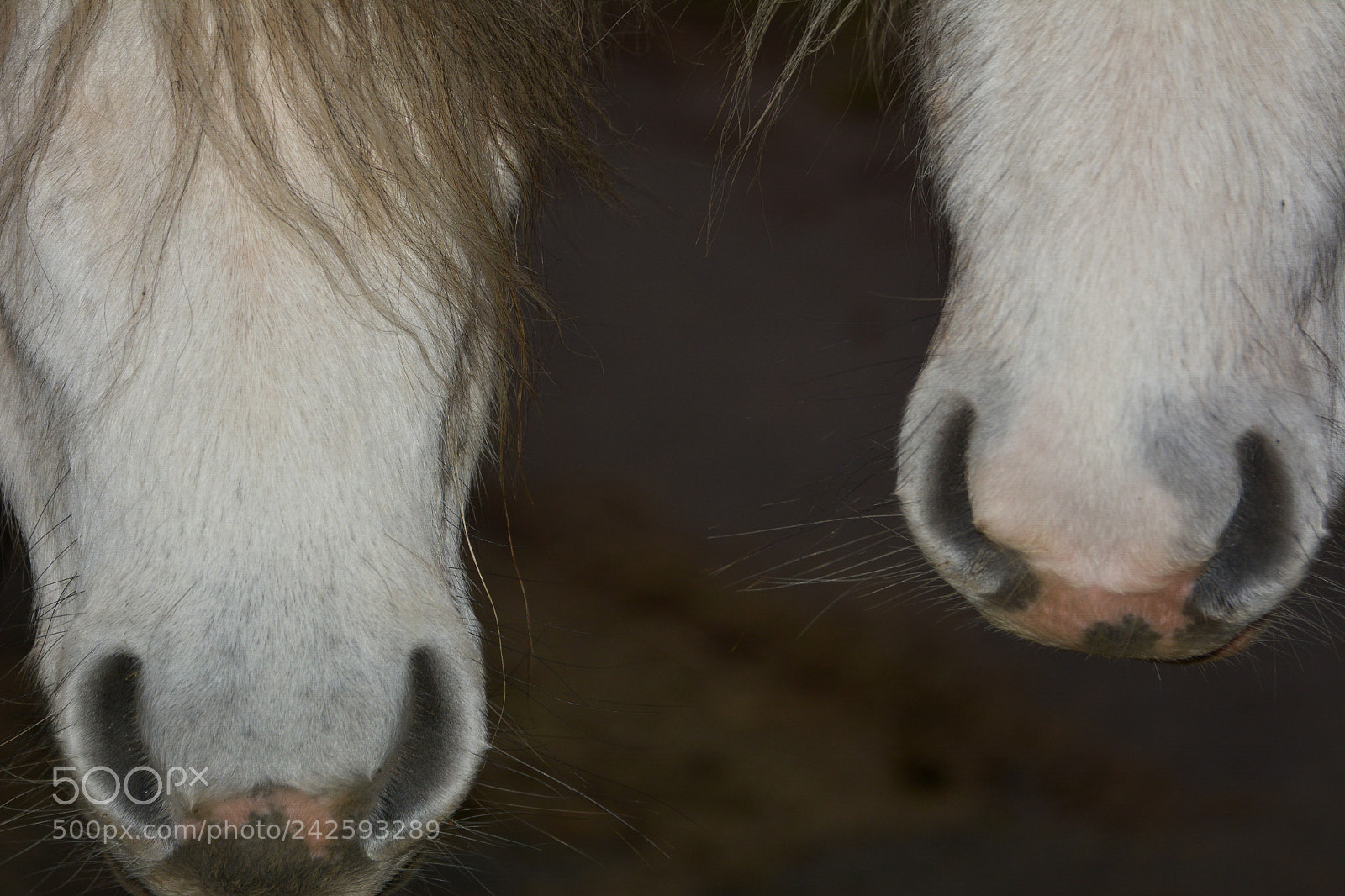 Nikon D7100 sample photo. Welsh mountain ponies photography