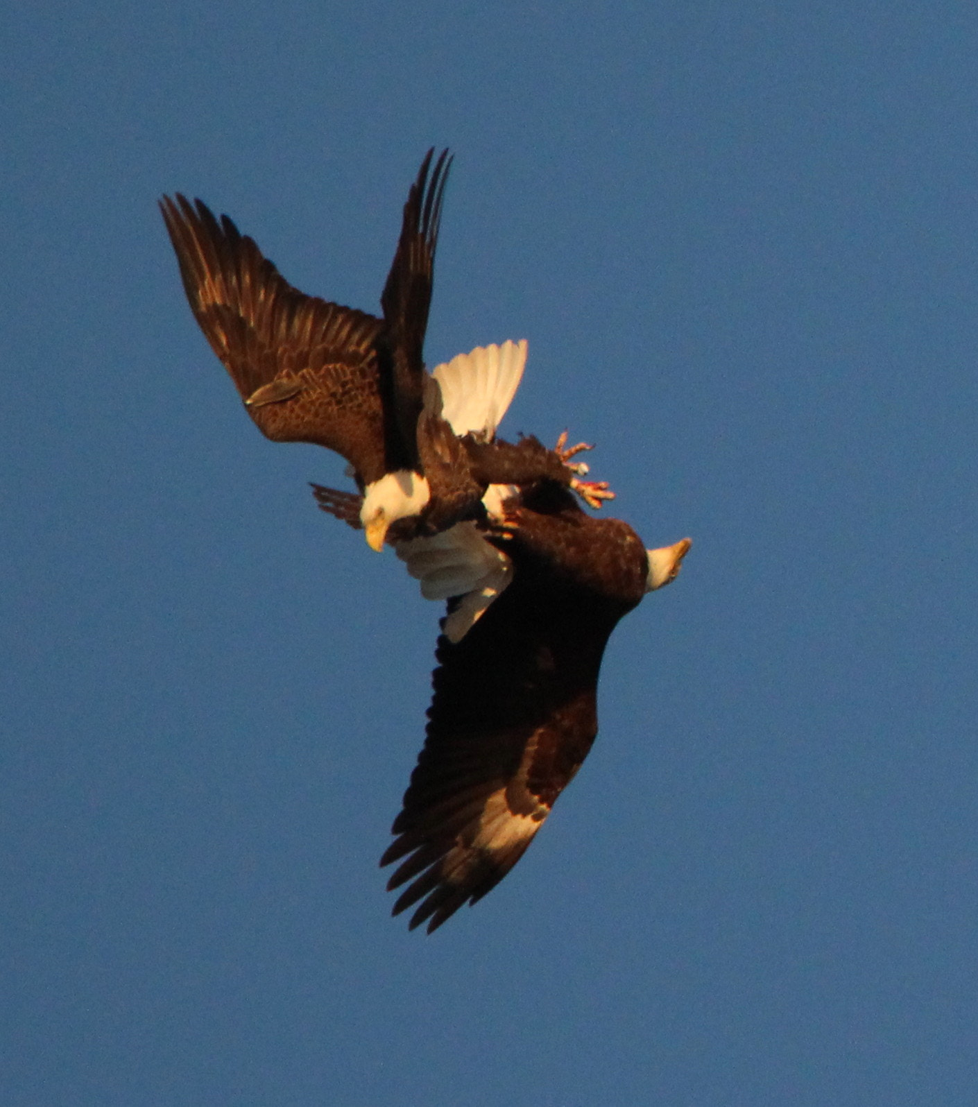 Tamron SP 150-600mm F5-6.3 Di VC USD sample photo. Bloody talon death spiral photography