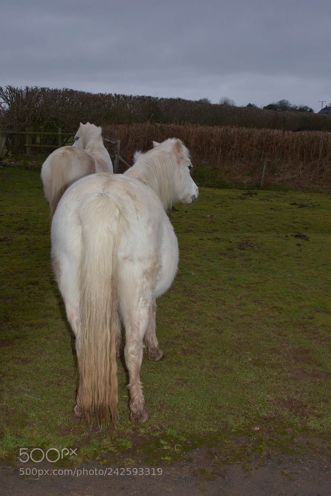 Nikon D7100 sample photo. Welsh mountain ponies photography