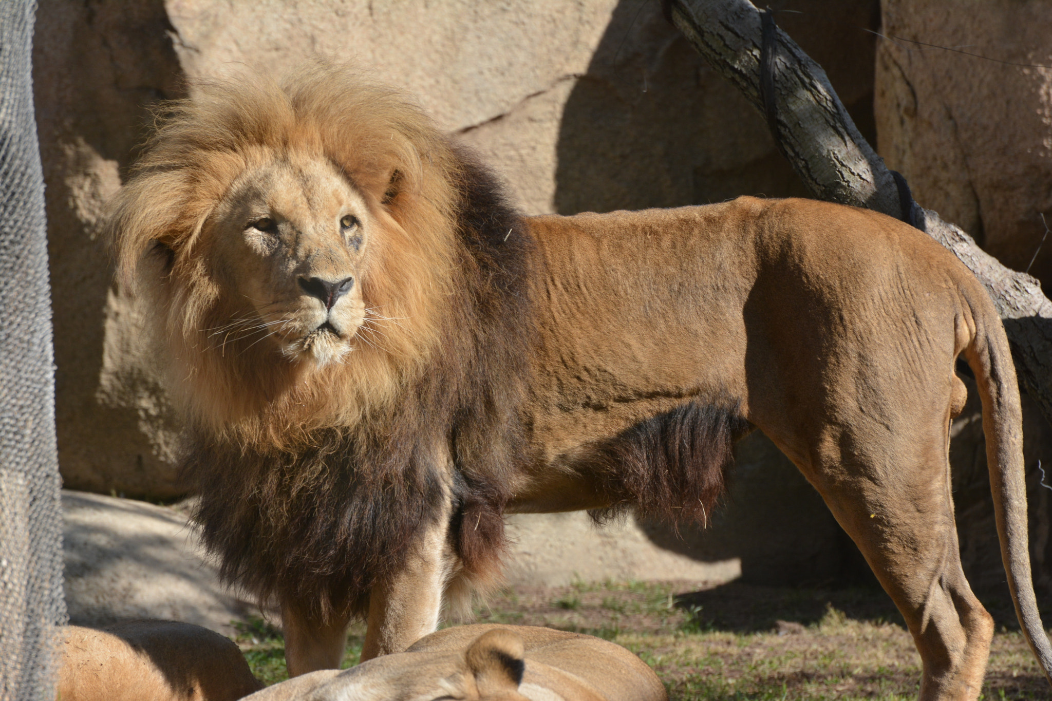 Nikon D7100 sample photo. Valencia-spagna, bioparc photography