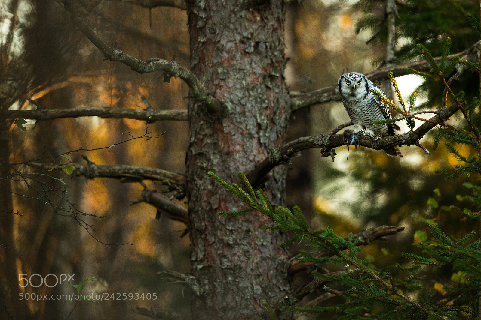 Canon EOS-1D X sample photo. Golden hour dinnertime photography