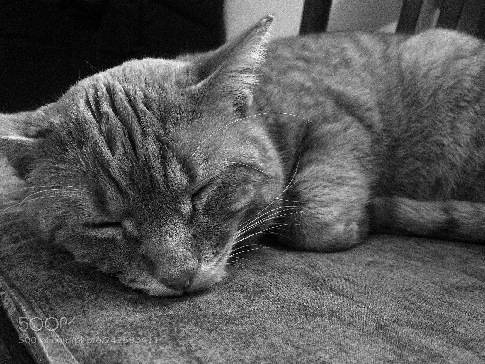 Apple iPhone 5s sample photo. I'm oscar photography