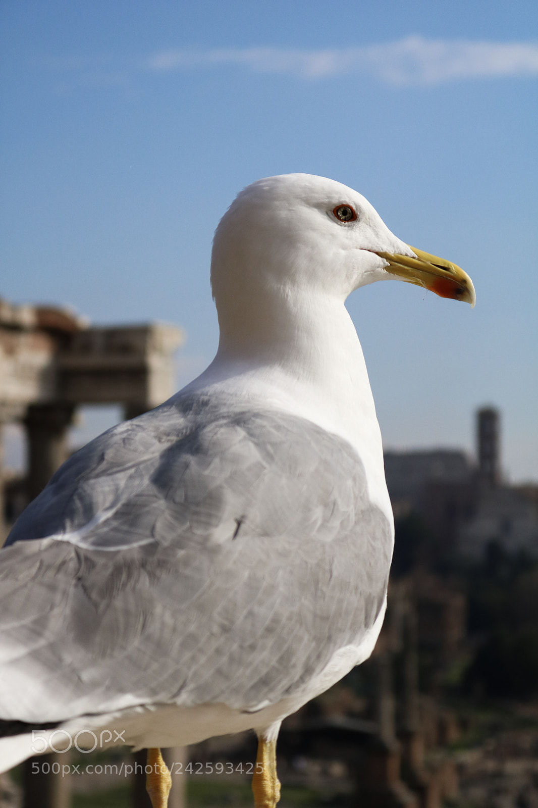 Canon EOS 750D (EOS Rebel T6i / EOS Kiss X8i) sample photo. Rome and animals. photography