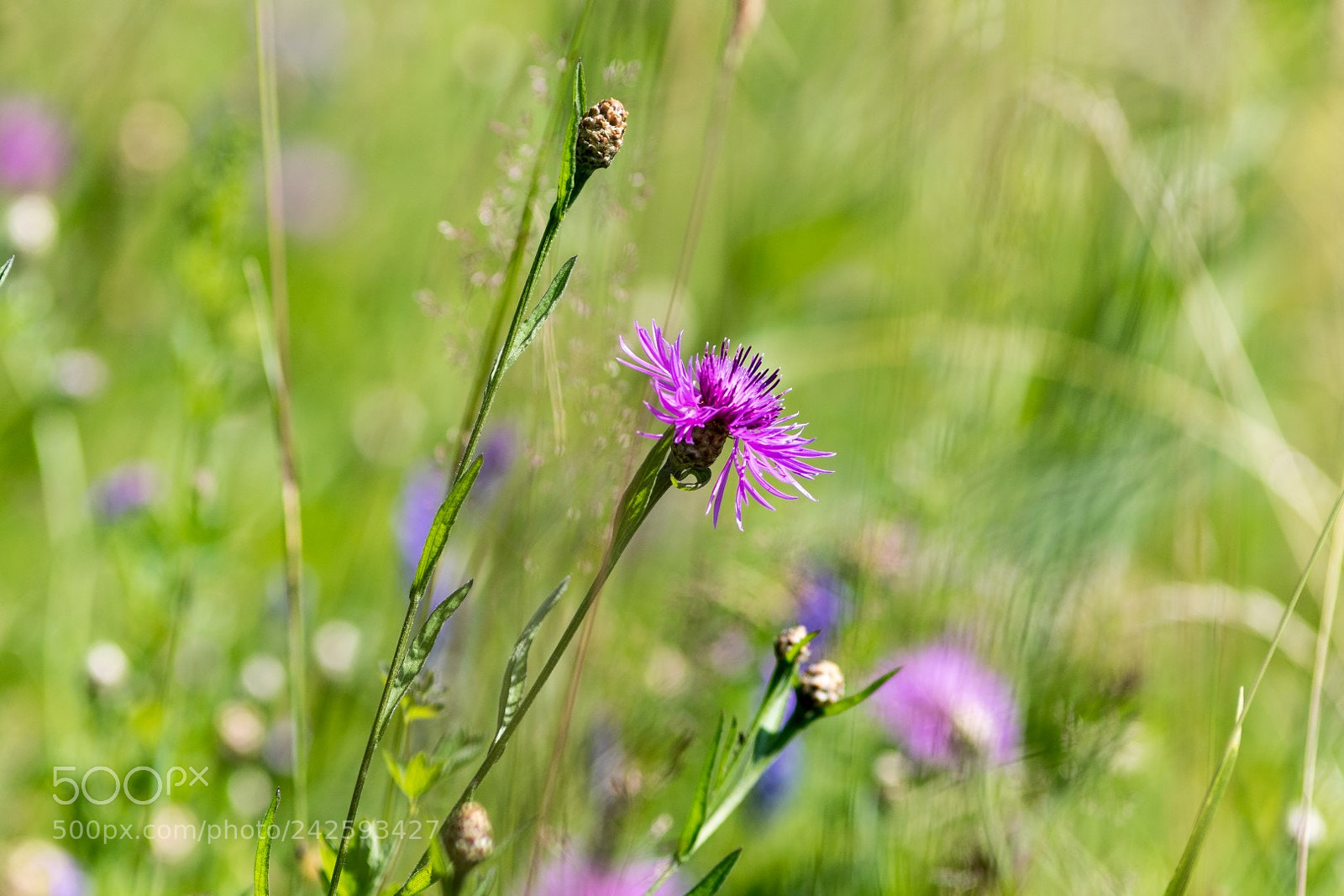 Canon EOS 7D Mark II sample photo. Centaurea jacea photography