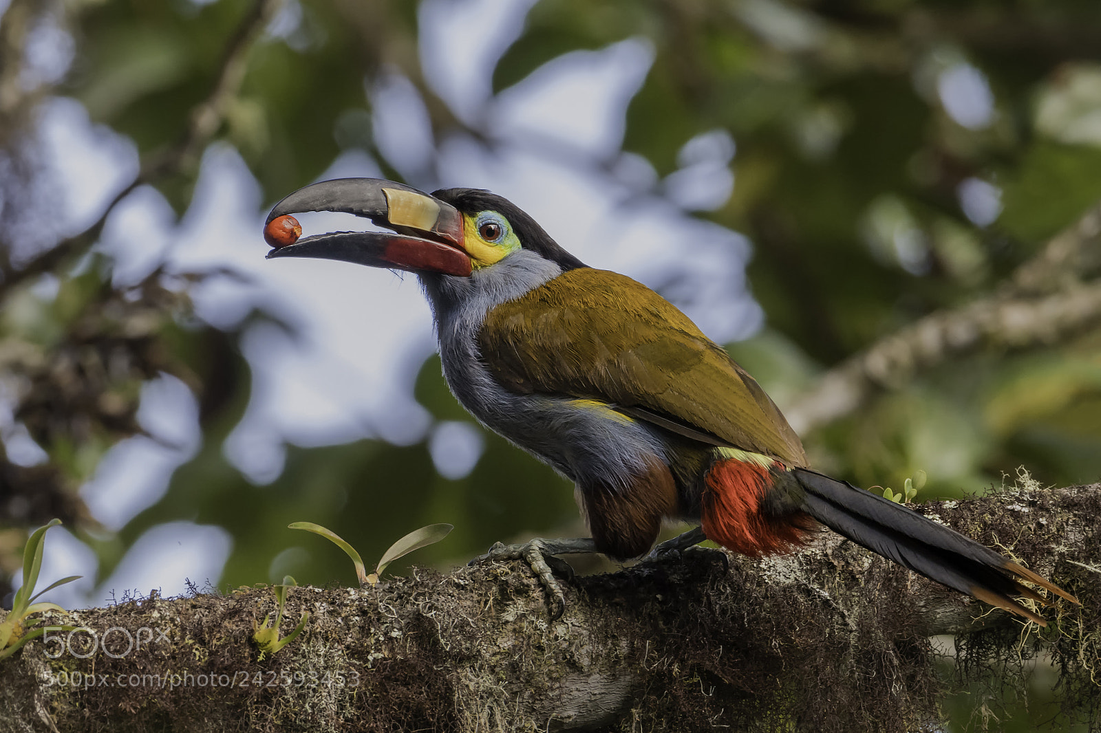 Nikon D500 sample photo. Plate billed mountain toucan photography