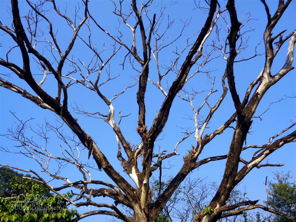 Sony Cyber-shot DSC-W830 sample photo. Branches photography