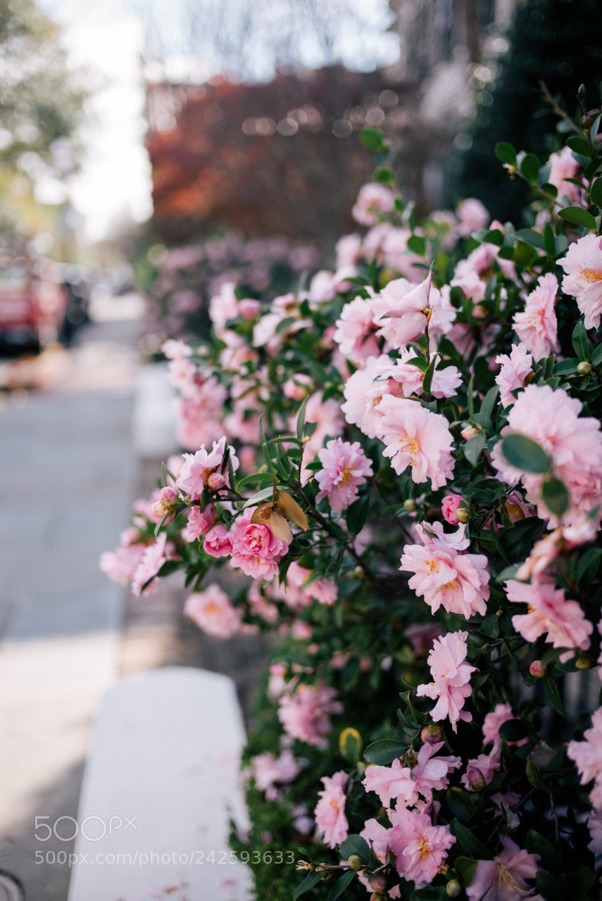 Leica M (Typ 240) sample photo. Untitled photography