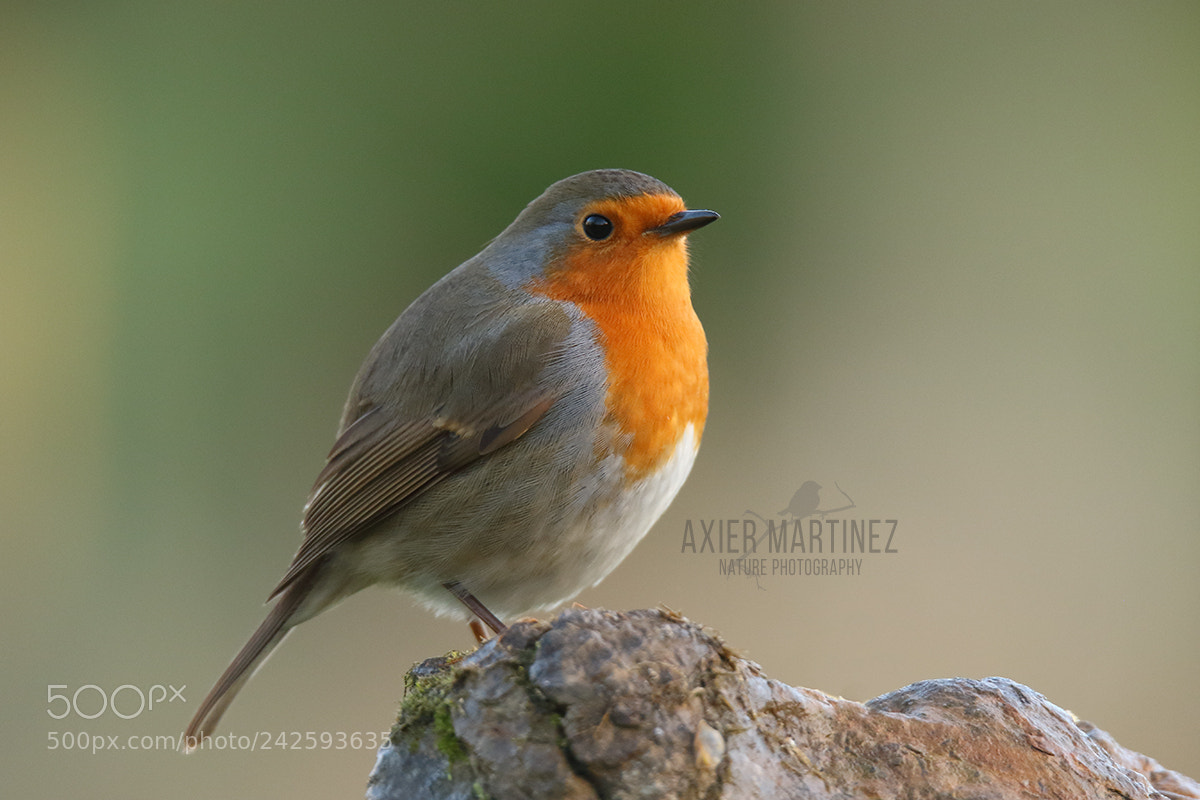 Canon EOS 7D Mark II sample photo. Petirrojo europeo photography