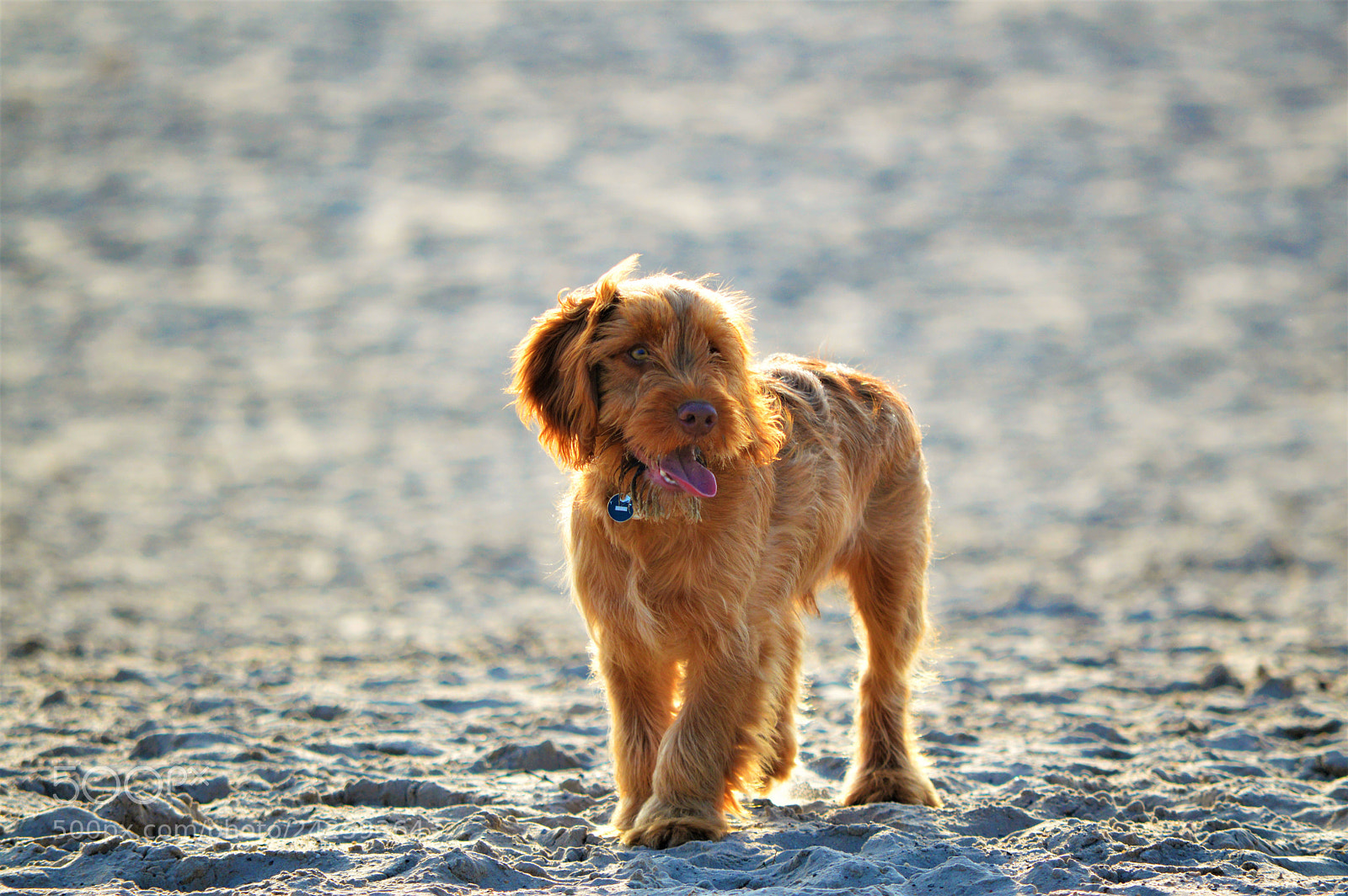 Nikon D3200 sample photo. The cockapoo puppy photography