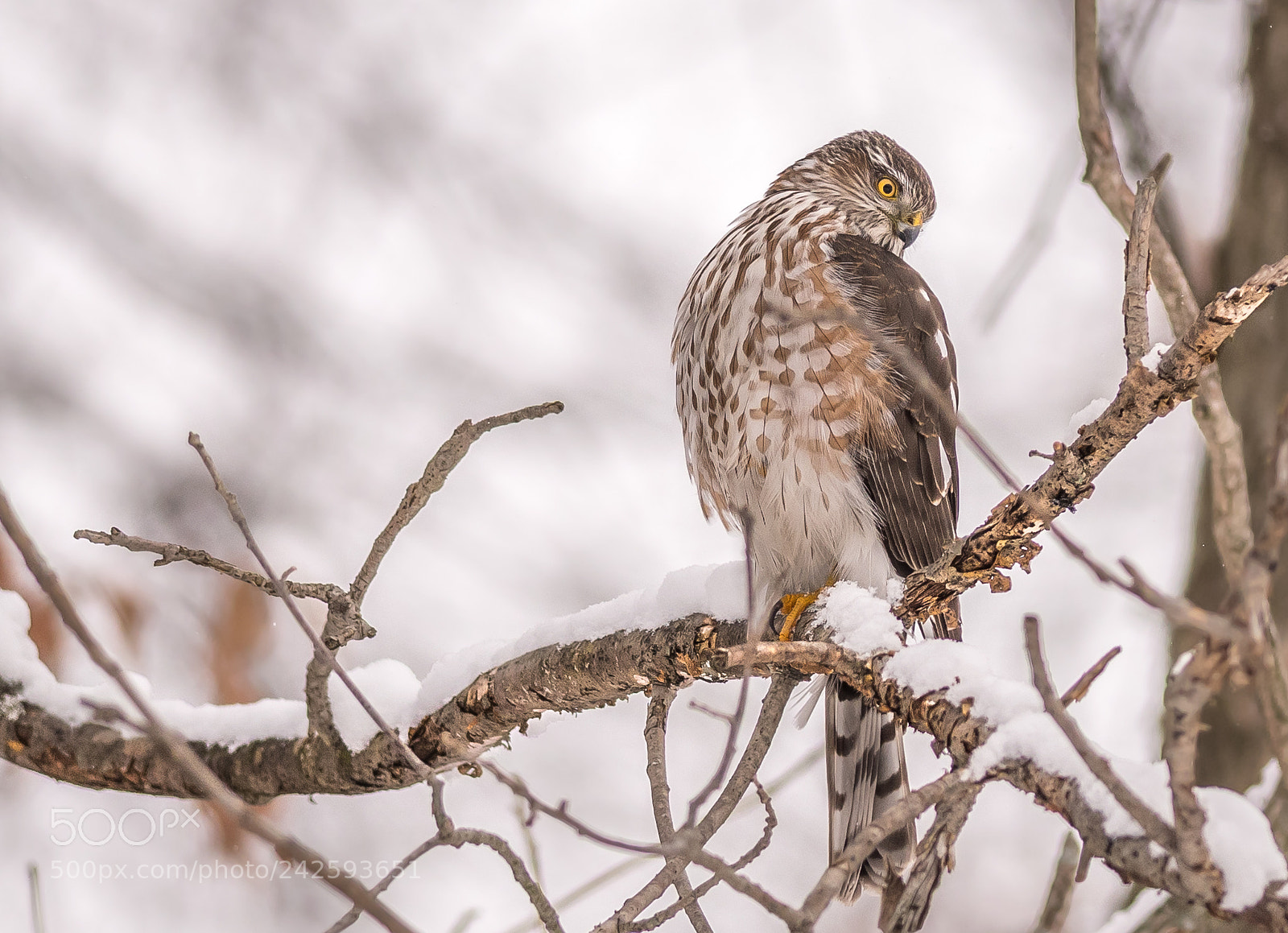 Nikon D500 sample photo. Sharp-shinned hawk in winter photography