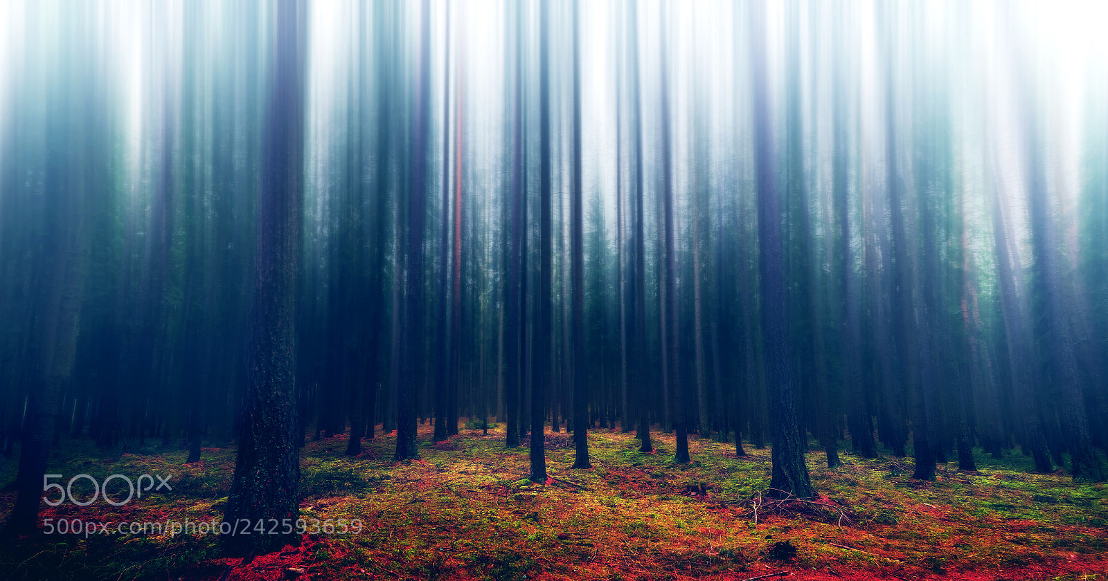 Sony a7 II sample photo. The mysterious forest photography