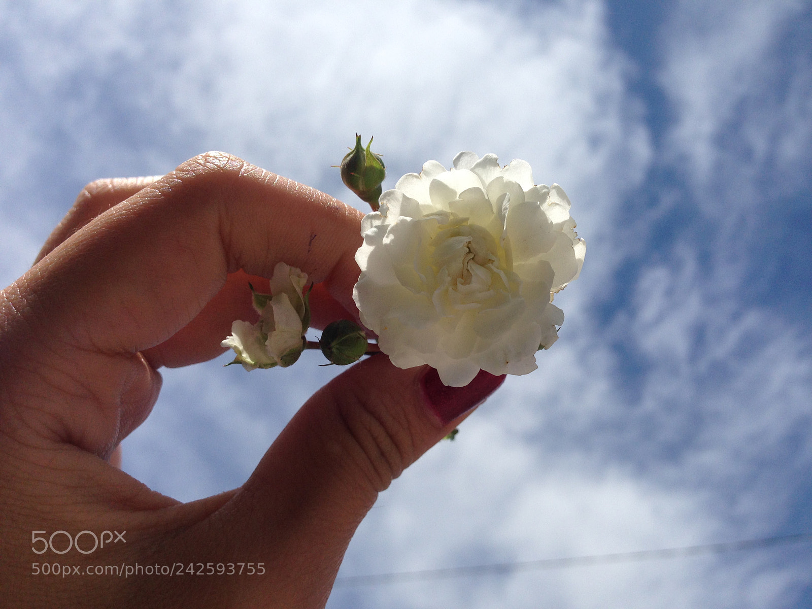 Apple iPhone 5 sample photo. #likeflowers photography