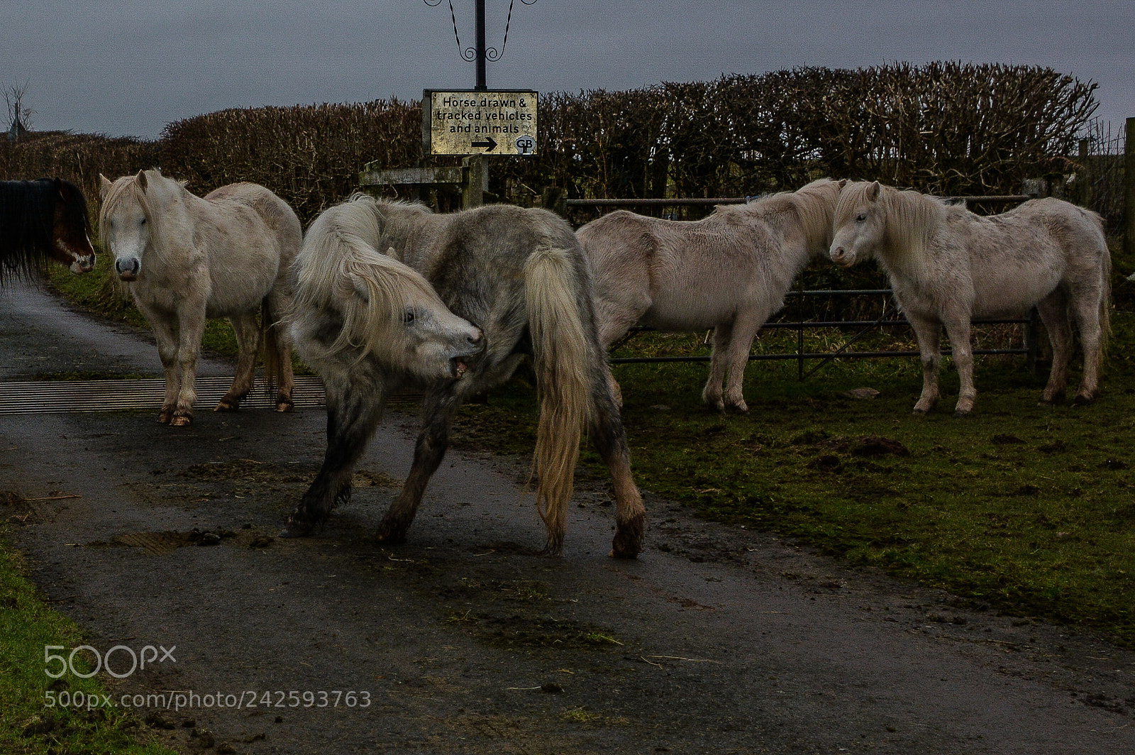 Nikon D7100 sample photo. Welsh mountain pony photography