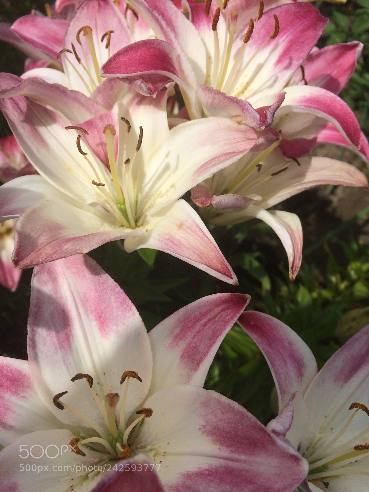 Apple iPhone 5s sample photo. Untitled photography