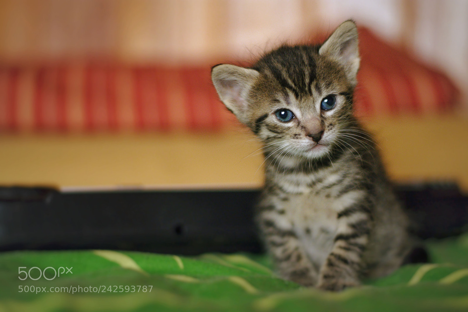 Nikon D7200 sample photo. Tigre photography