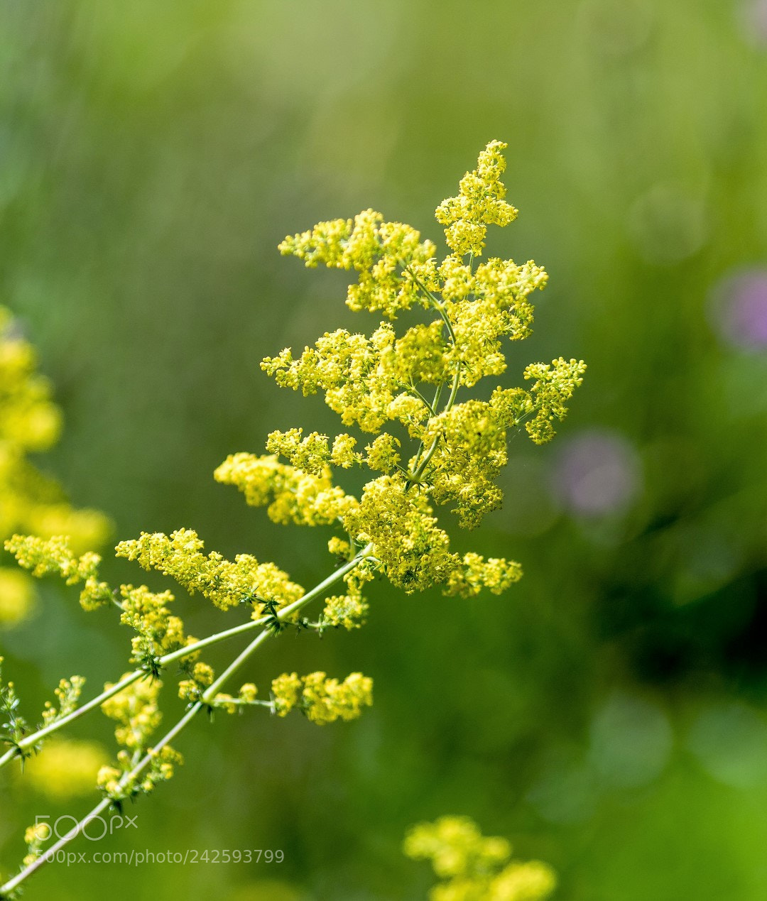 Canon EOS 7D Mark II sample photo. Yellow and unknown to photography