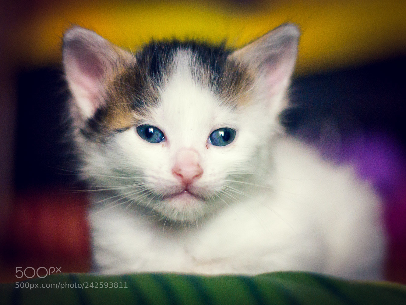 Nikon D7200 sample photo. Blanquito photography