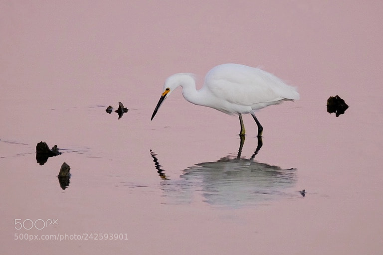 Fujifilm X-T1 sample photo. Snowy egret at dusk photography