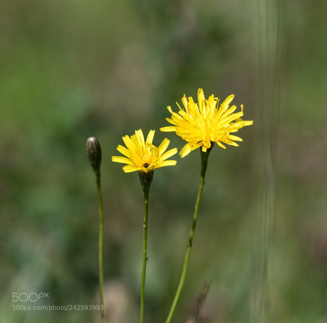 Canon EOS 7D Mark II sample photo. Yellow and common photography
