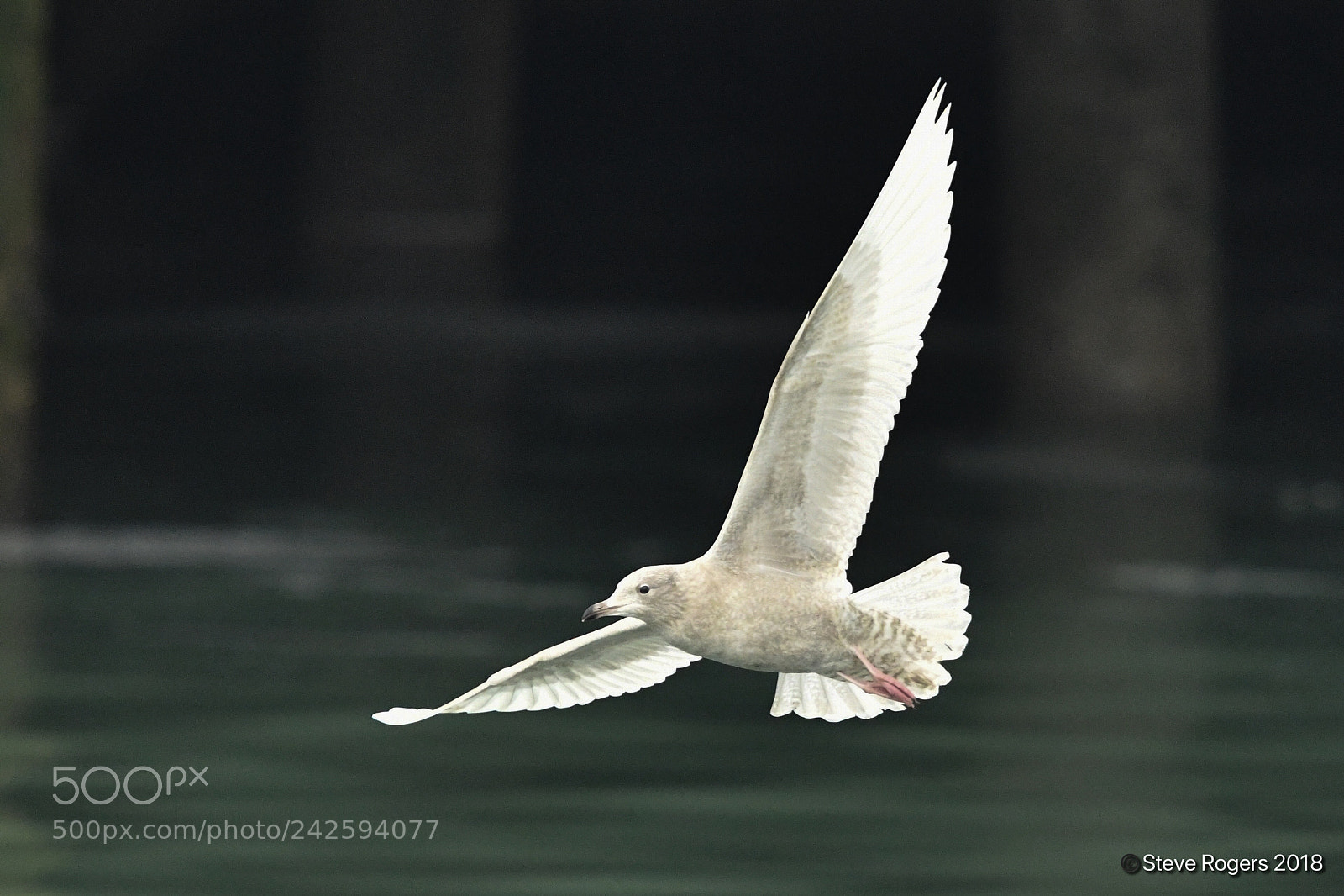 Nikon D850 sample photo. Juv iceland gull at photography
